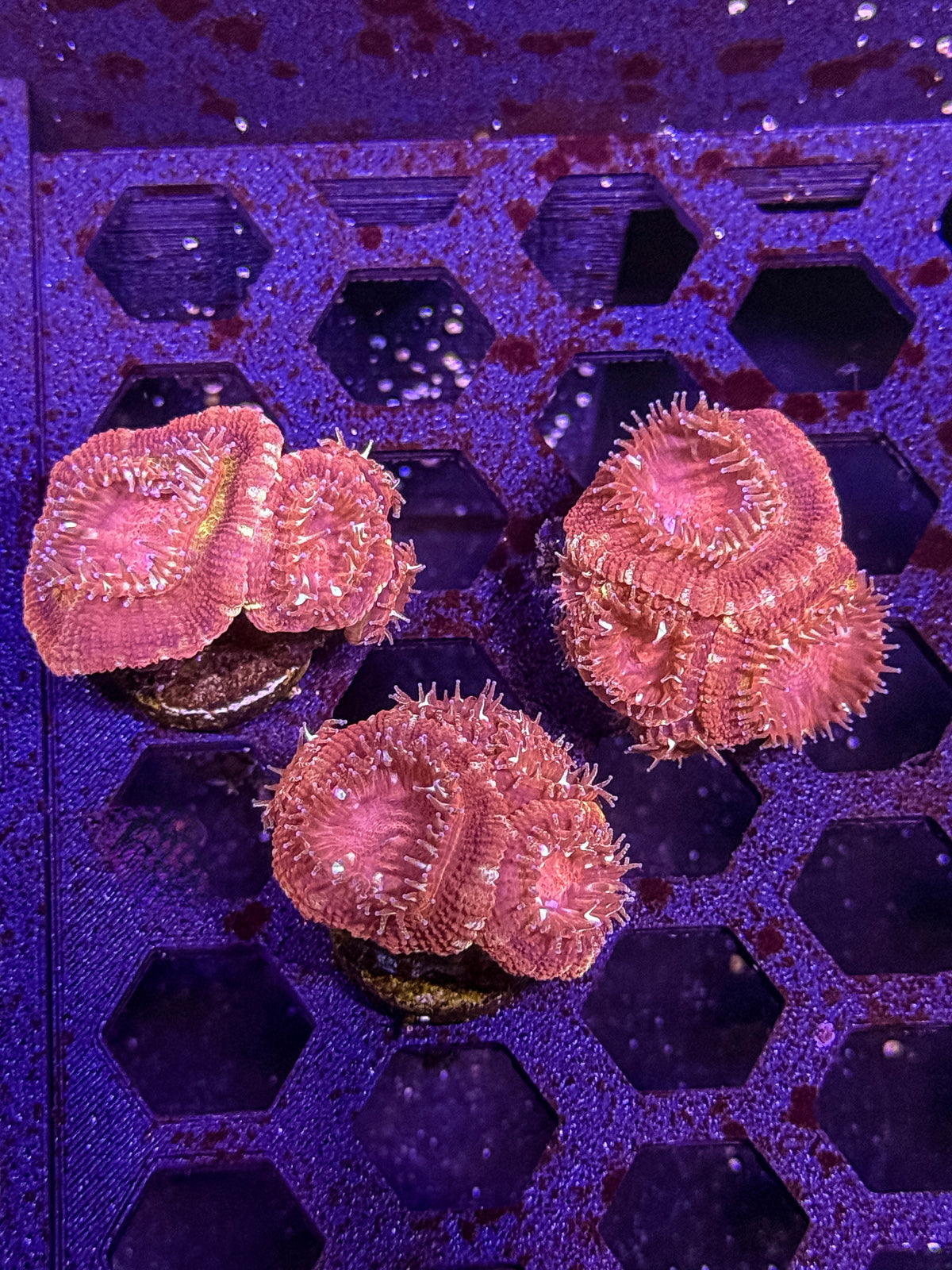 Asian Acan Coral – Almost WYSIWYG #1