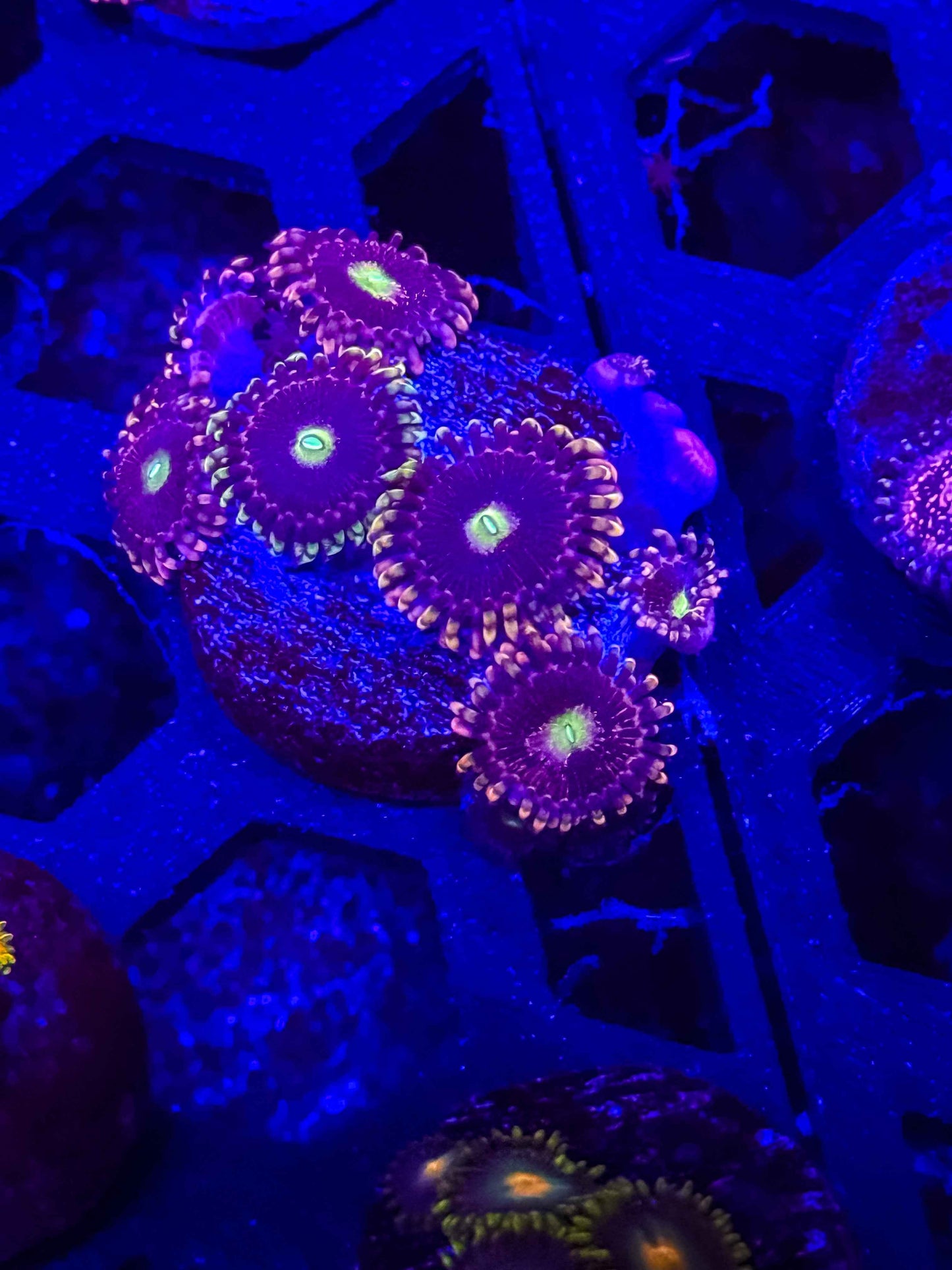ECC Antimatter Zoas