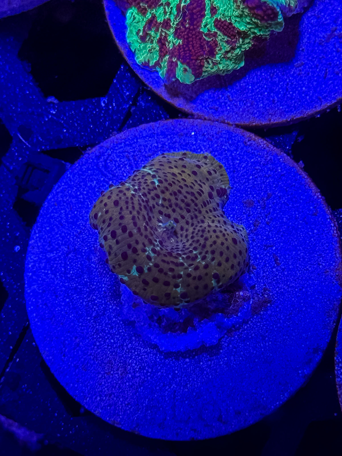 Leopard Disco Mushroom Coral – WYSIWYG #3