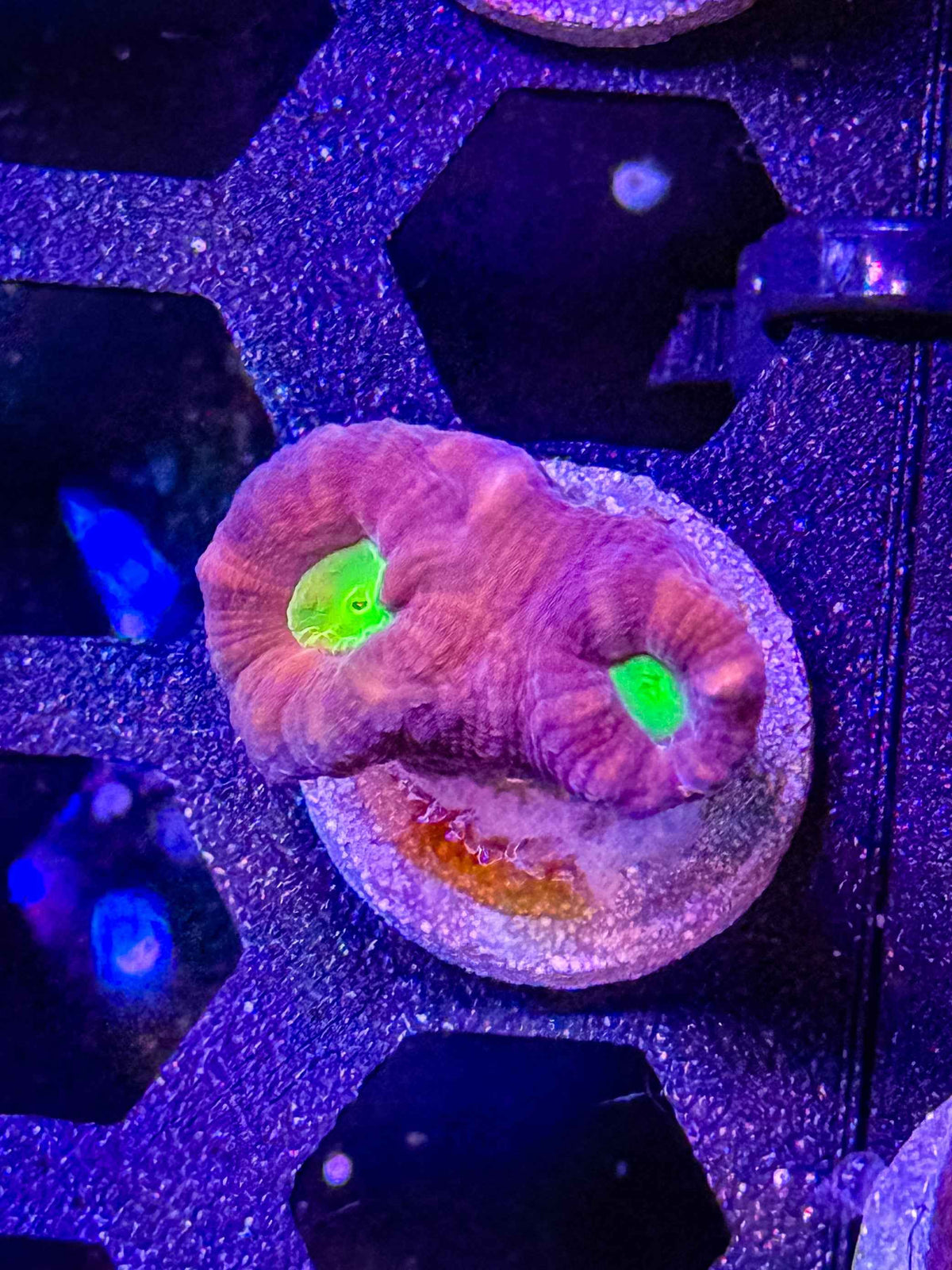 GS Goblin Candy Cane - WYSIWYG #3