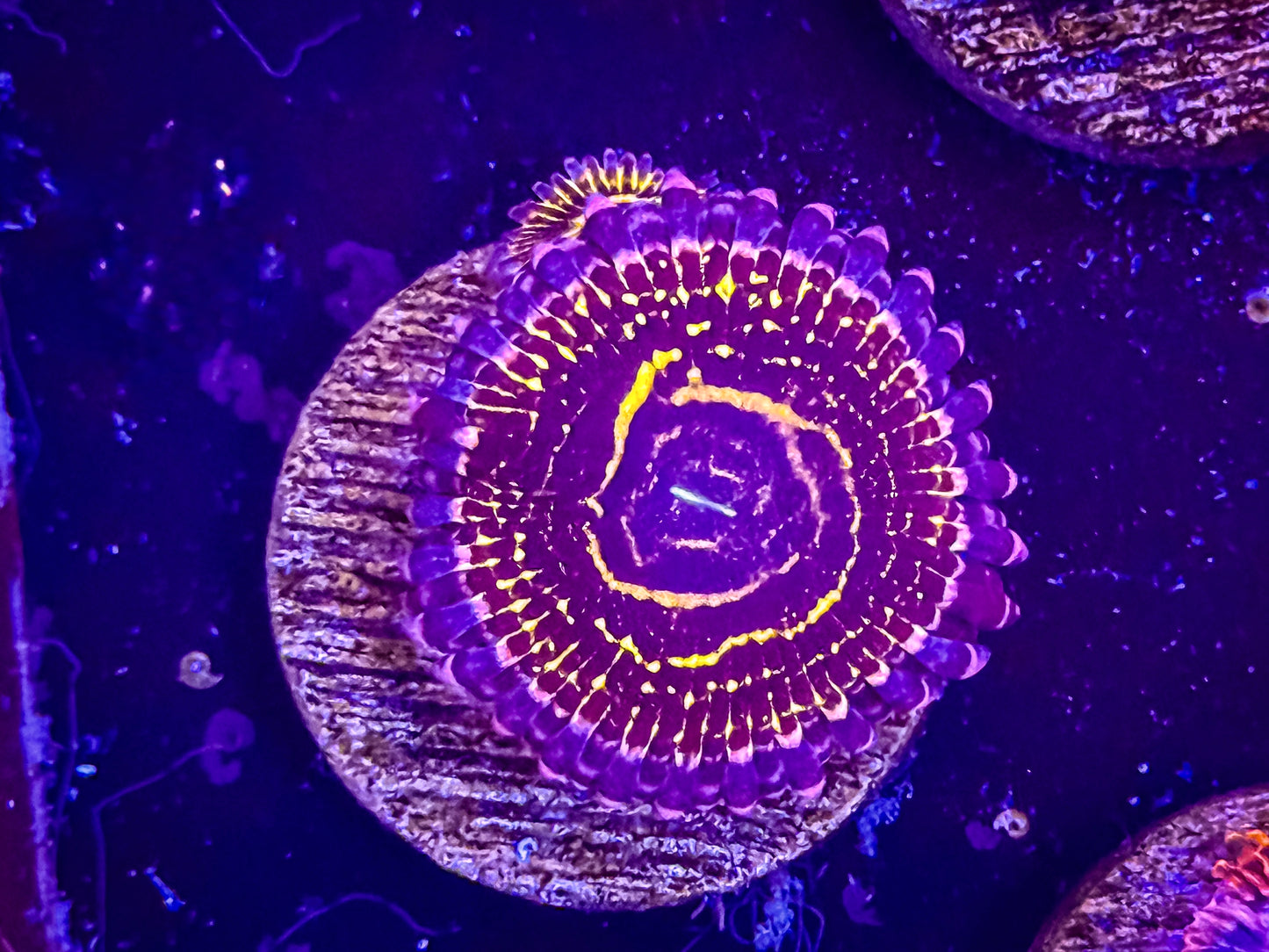 Stratosphere Zoa