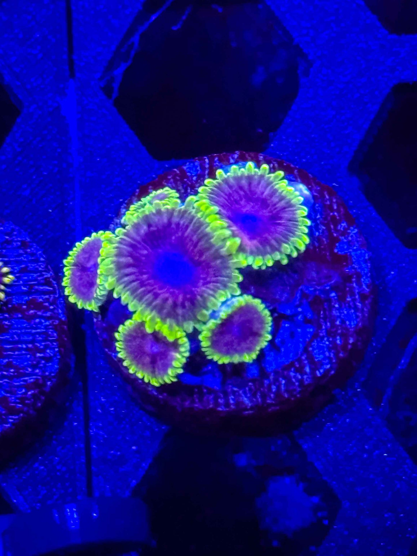 UC Atmosphere Zoa