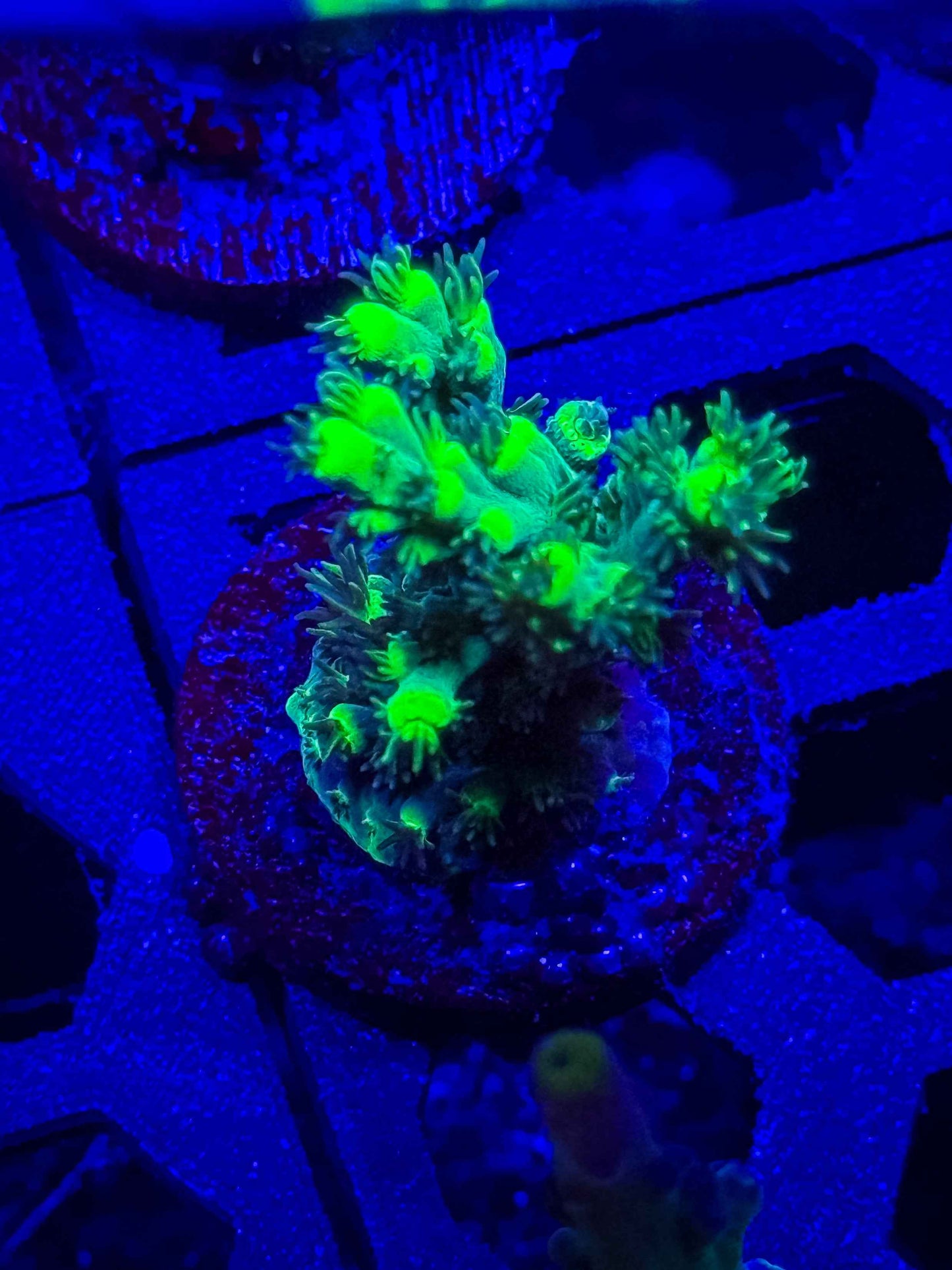 GS Embrace the Martian Acropora