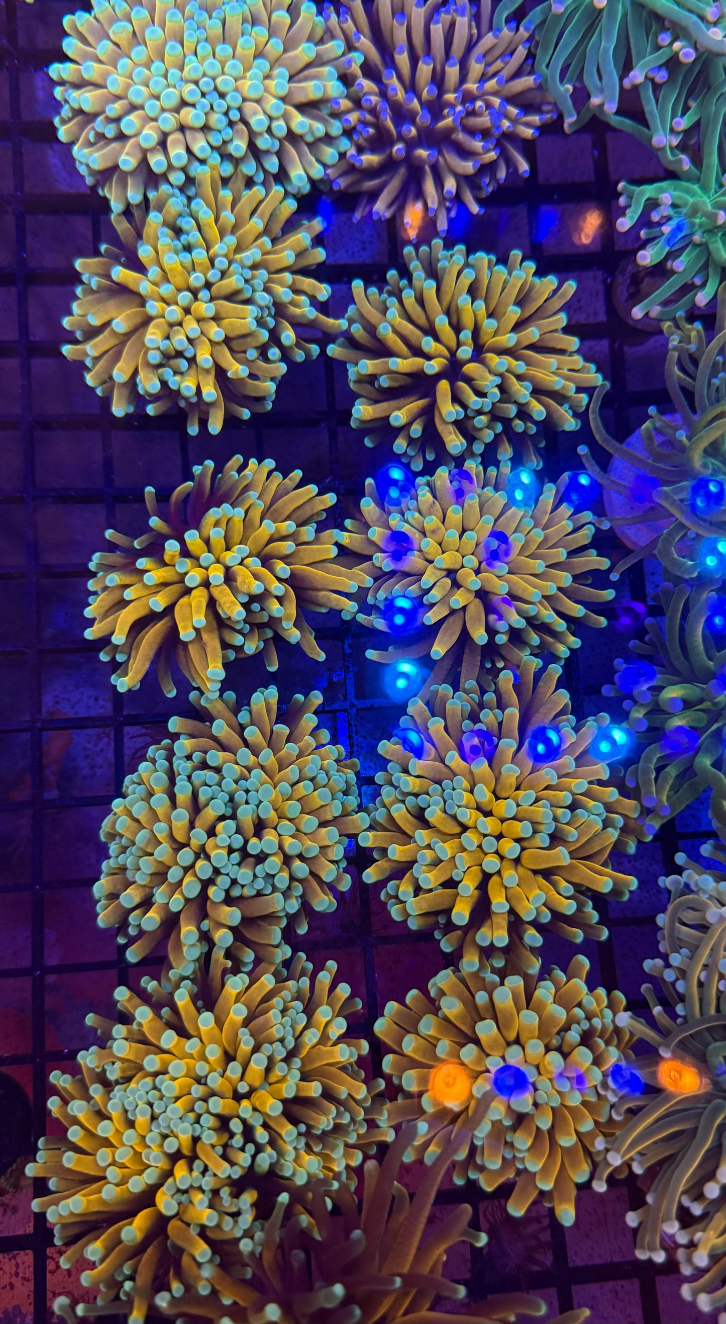 Malaysian Banana/Sungod Torch (One Torch)