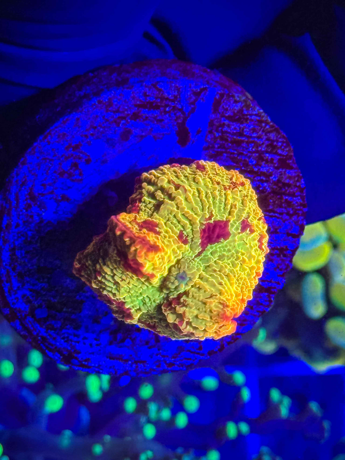 Electus Jawbreaker Mushroom live coral – Gem State Corals