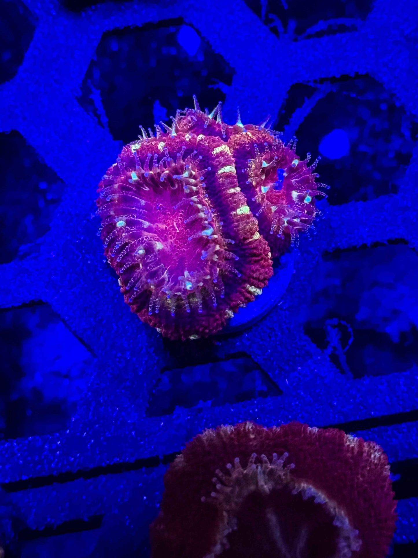 Malaysian Acan Lord
