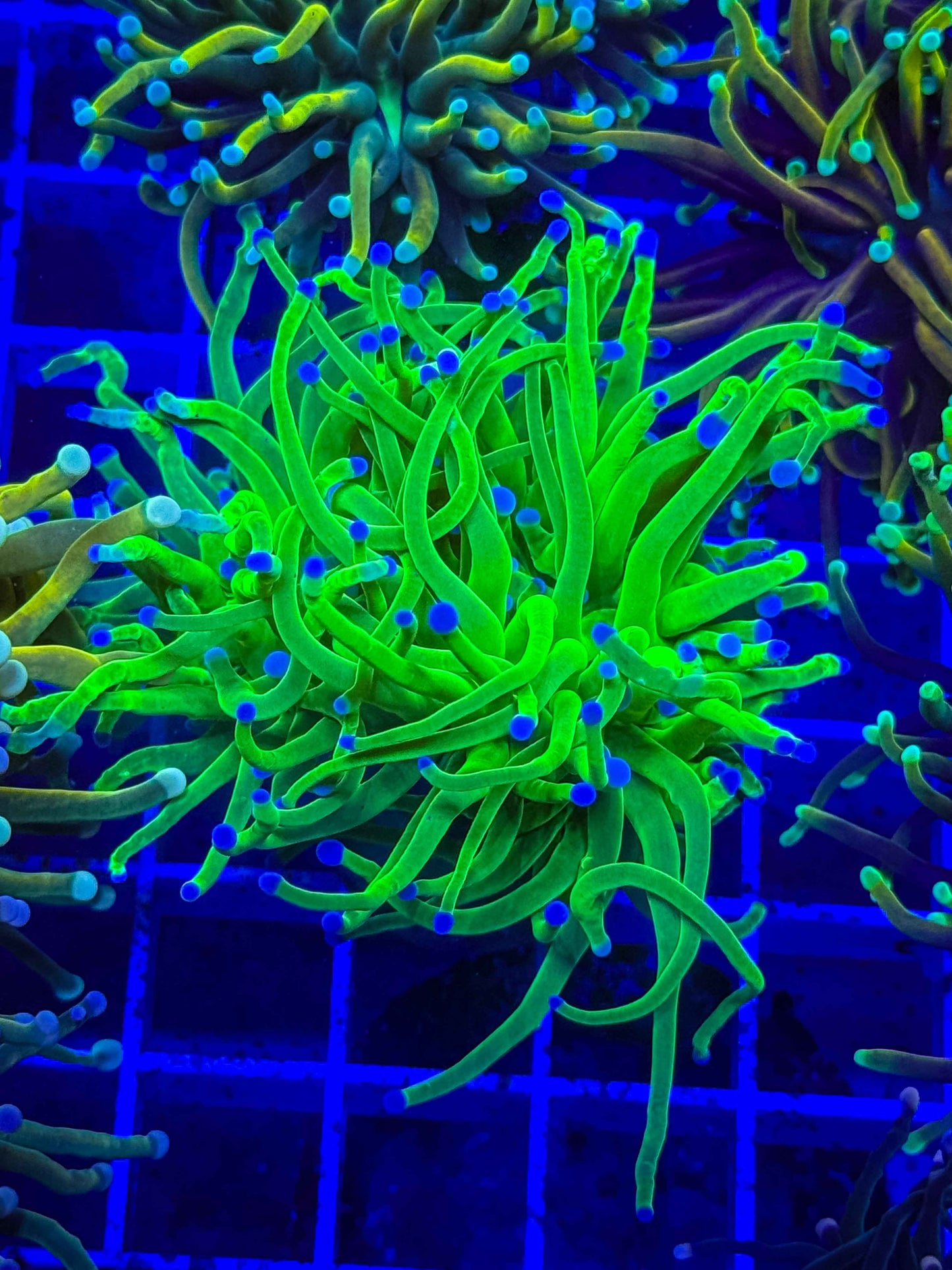 Indo Blue Tip Lime Torch