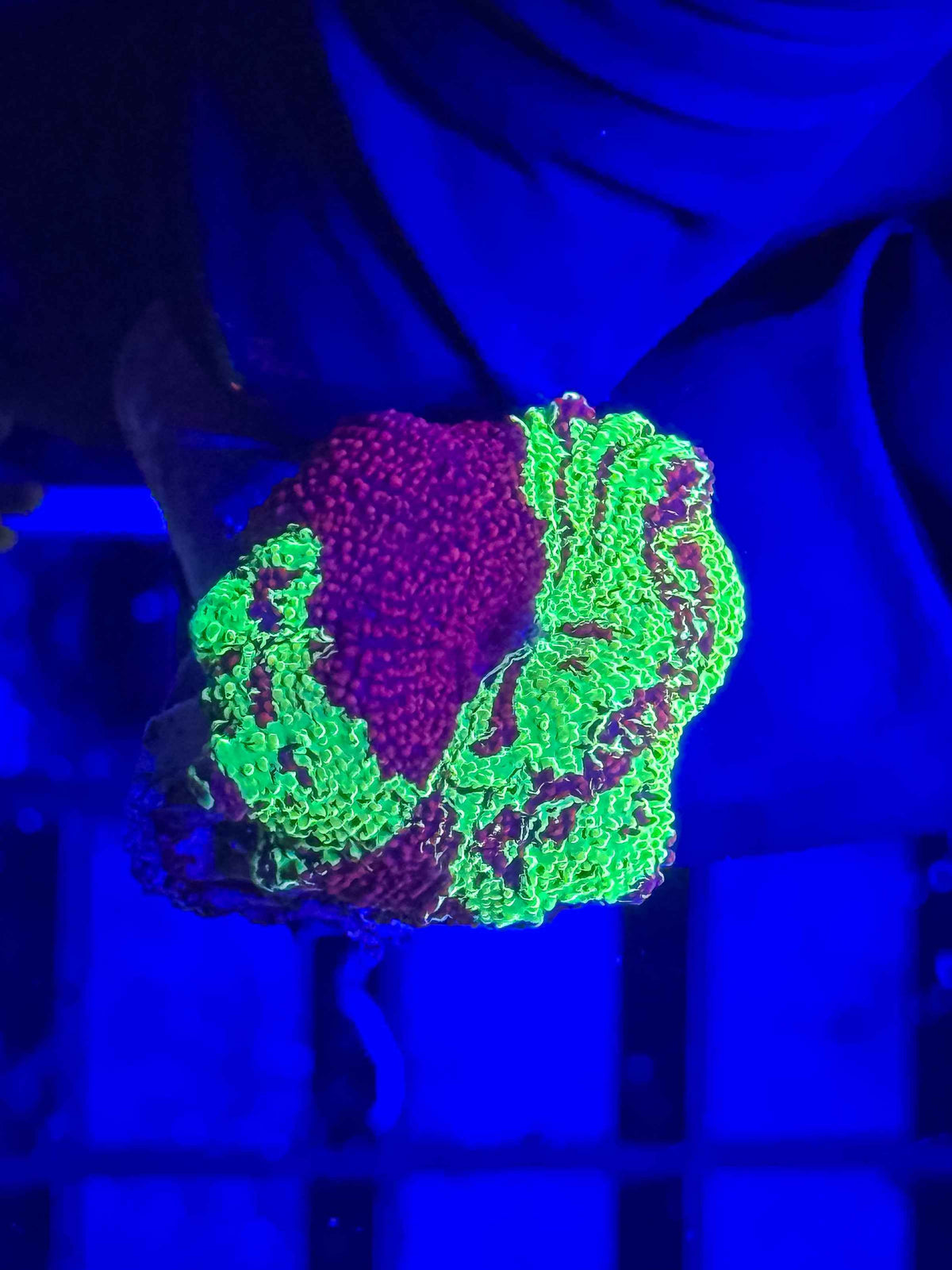 Electus Jawbreaker Mushroom live coral alternate view 2 – Gem State Corals