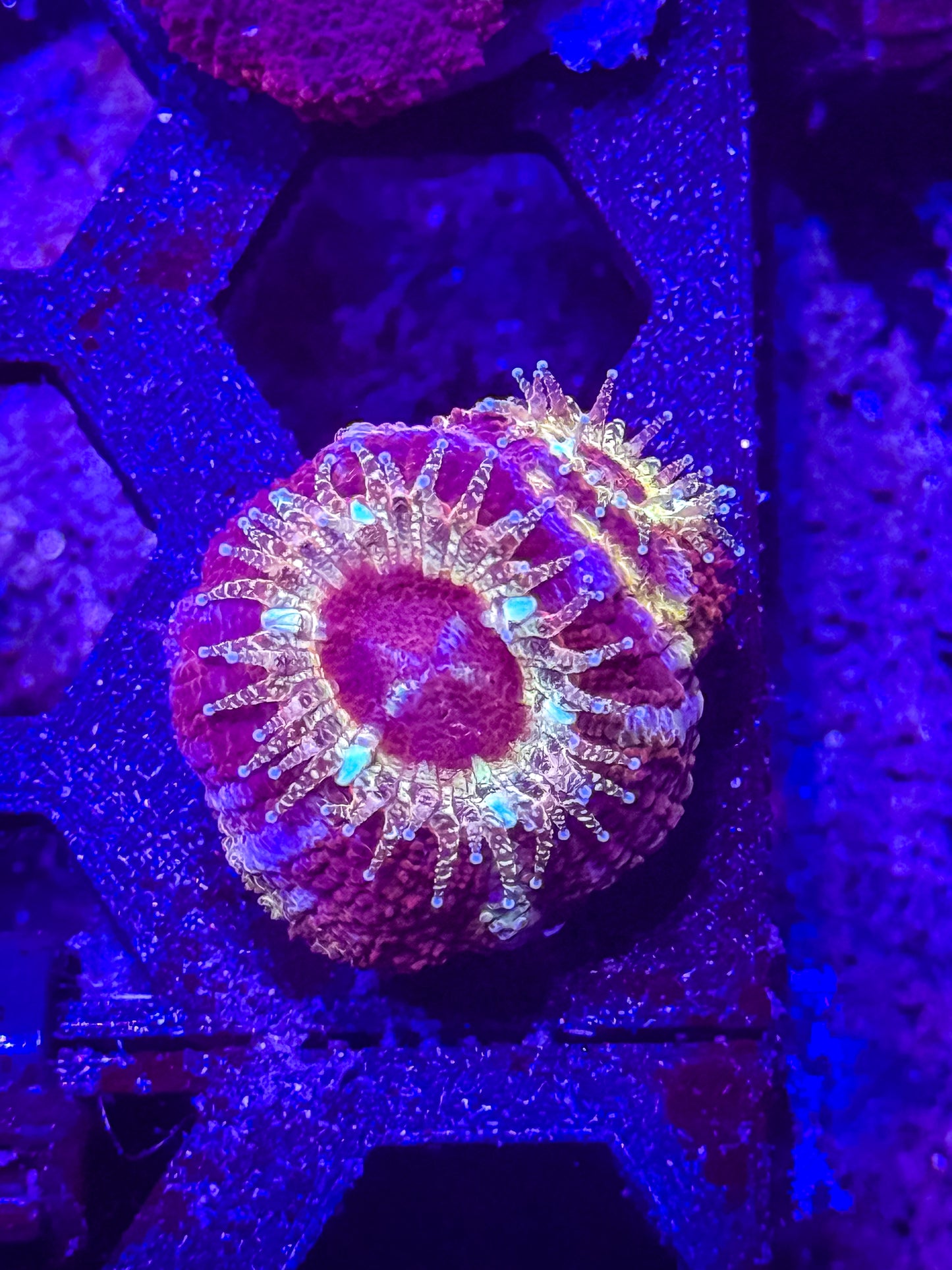 Malaysian Acan Lord