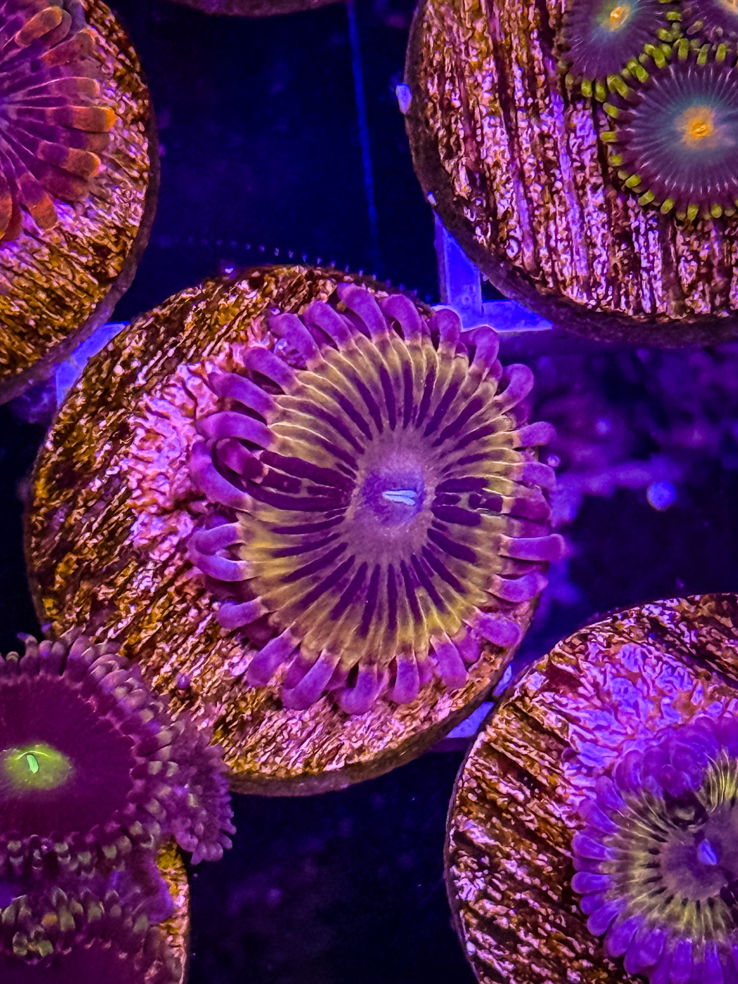 Stratocaster Zoa