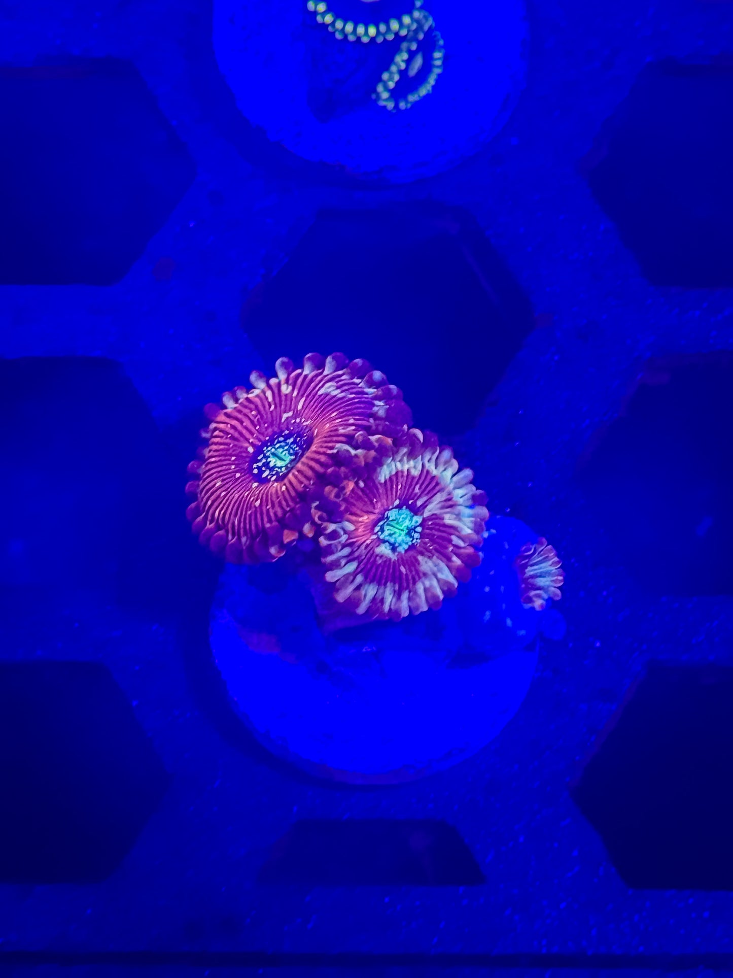 Magicians Zoas