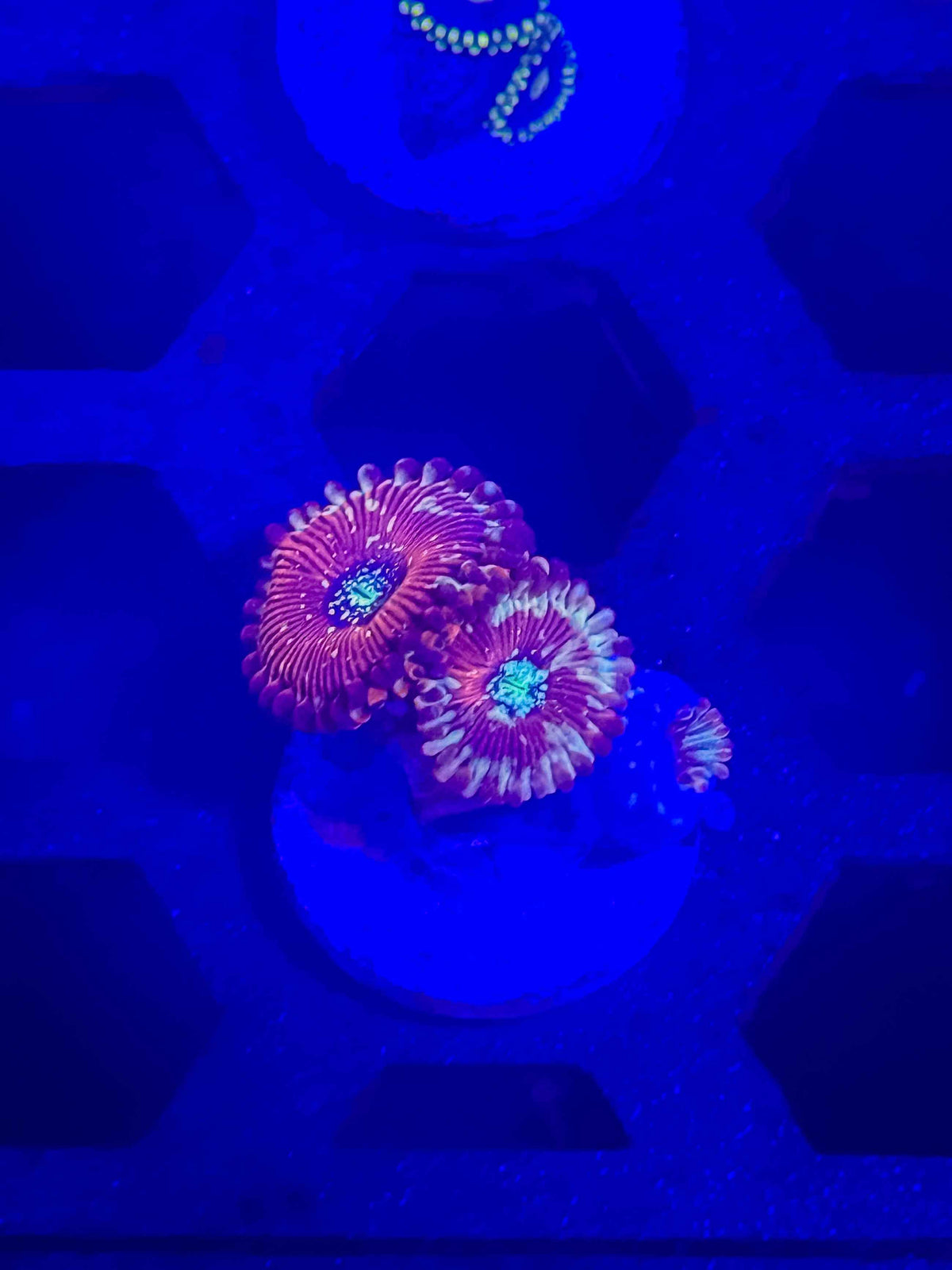 Magicians Zoas live coral – Gem State Corals