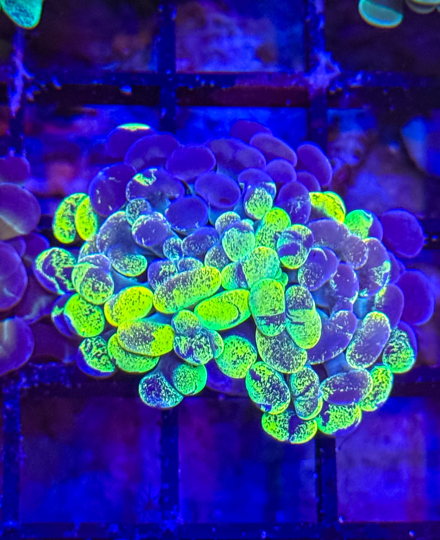 True Yellow Splatter Branching Hammer