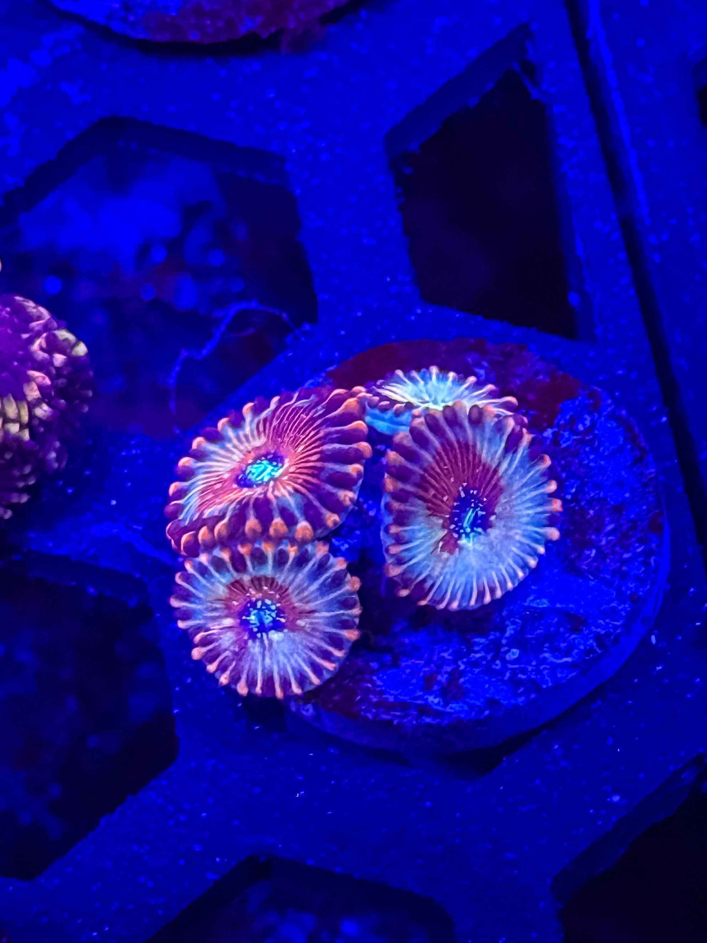 White Zombie Zoas