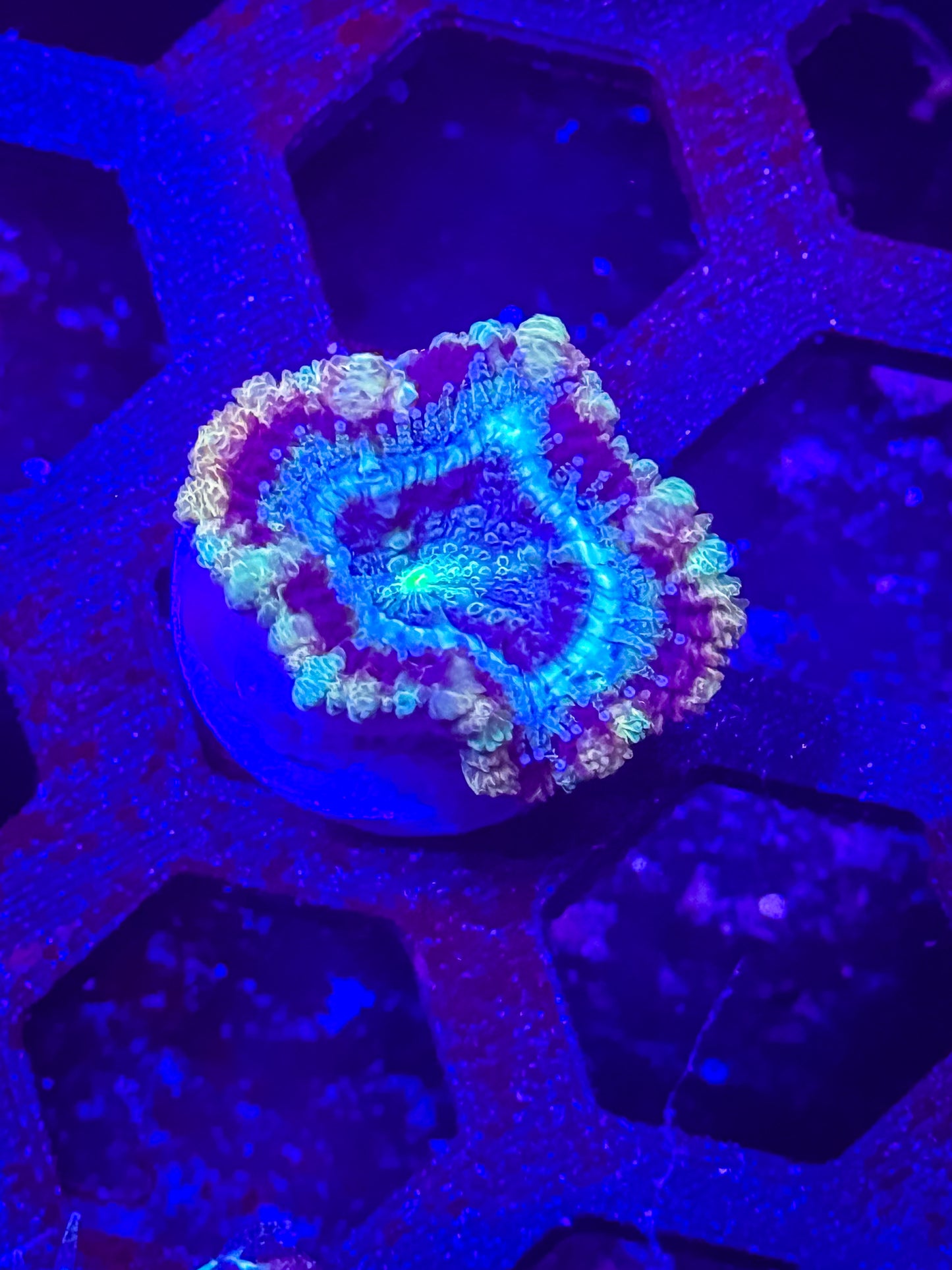 GS Going Bonkers Malaysian Acan Lord