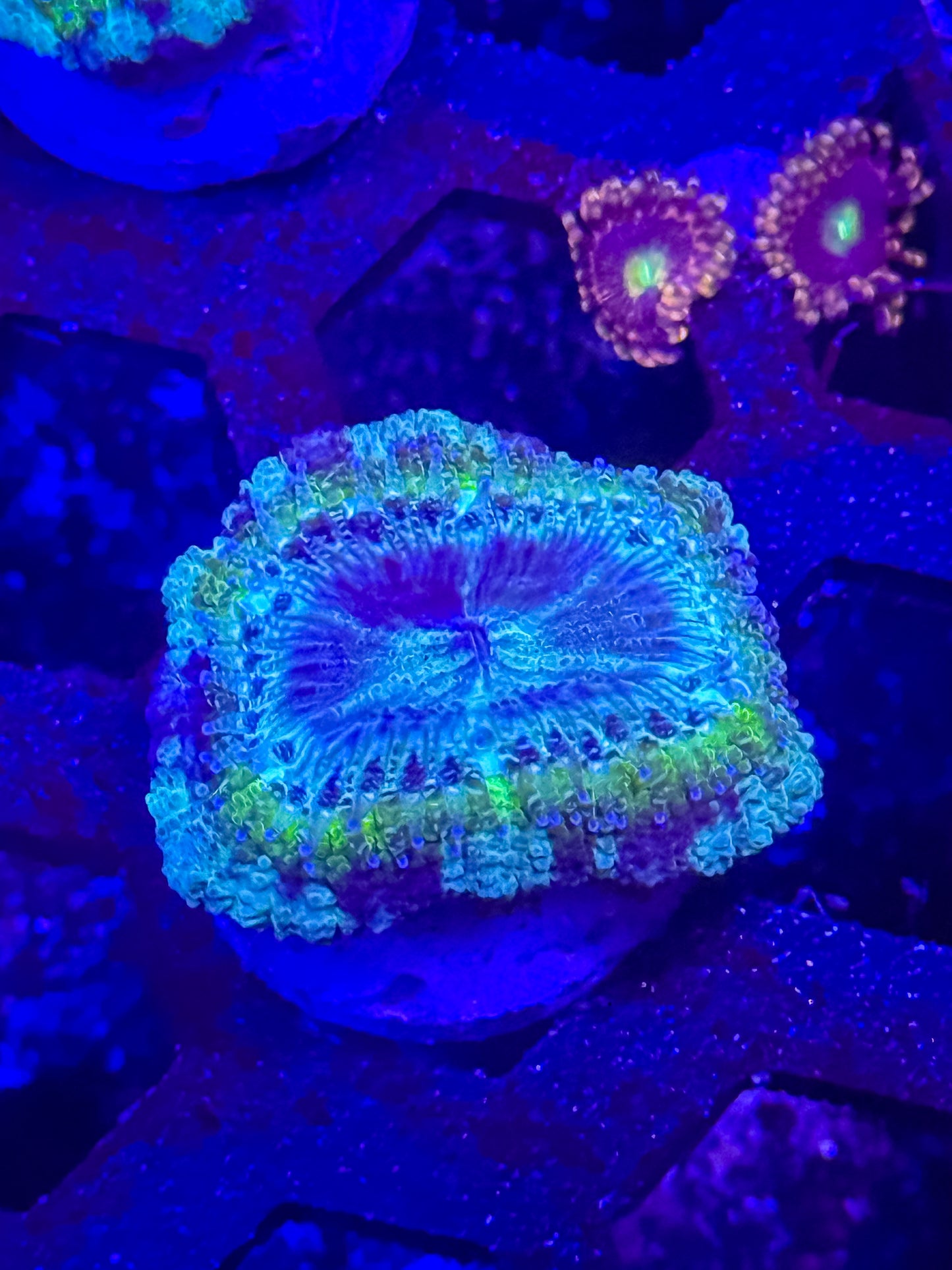 GS Bogus Basin Malaysian Acan Lord