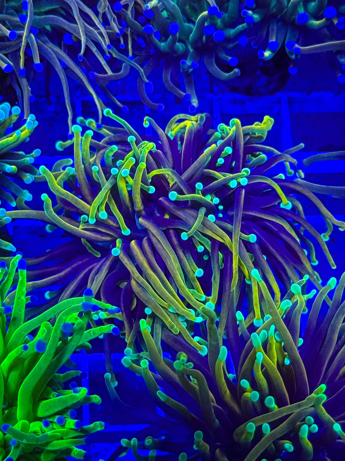 Hellfire Torch live coral – Gem State Corals