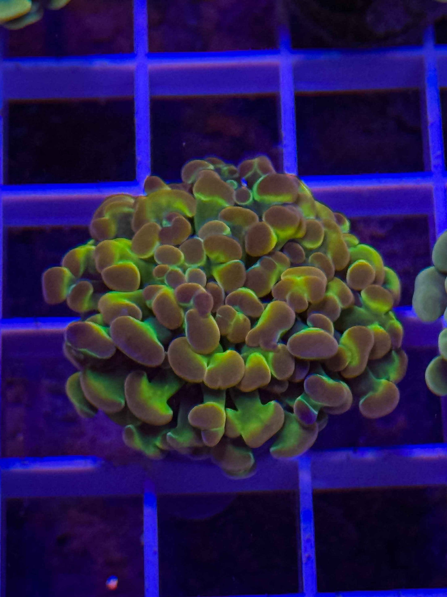 Ultra Hologram Hammer