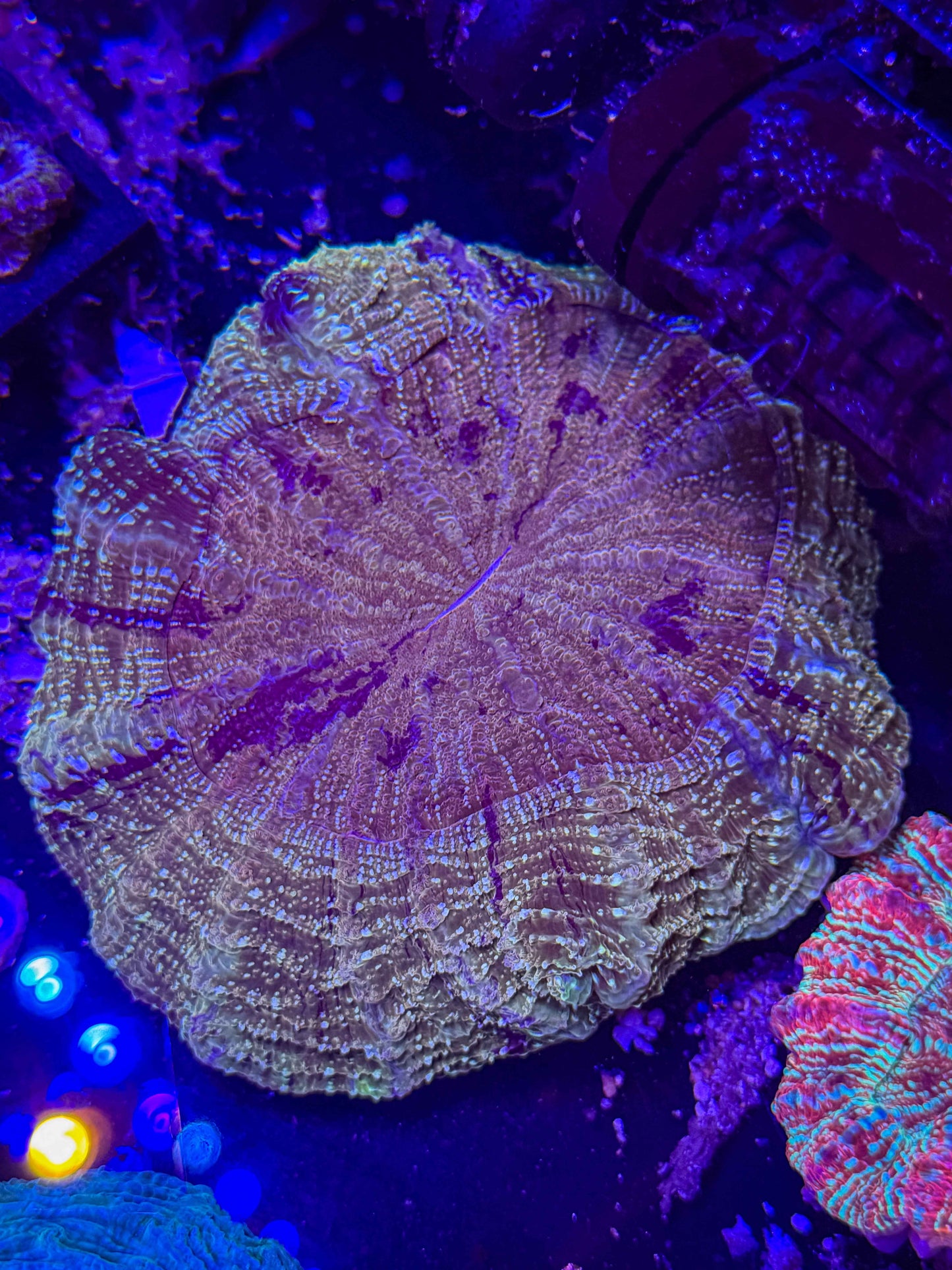 Acanthophyllia Meat Coral