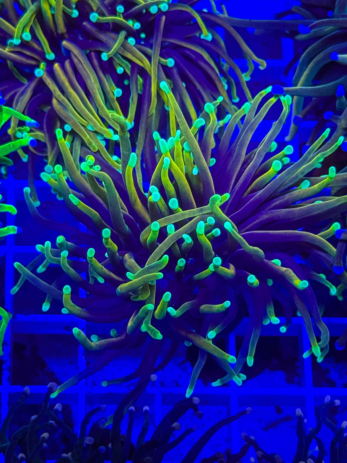 Hellfire Torch live coral – Gem State Corals