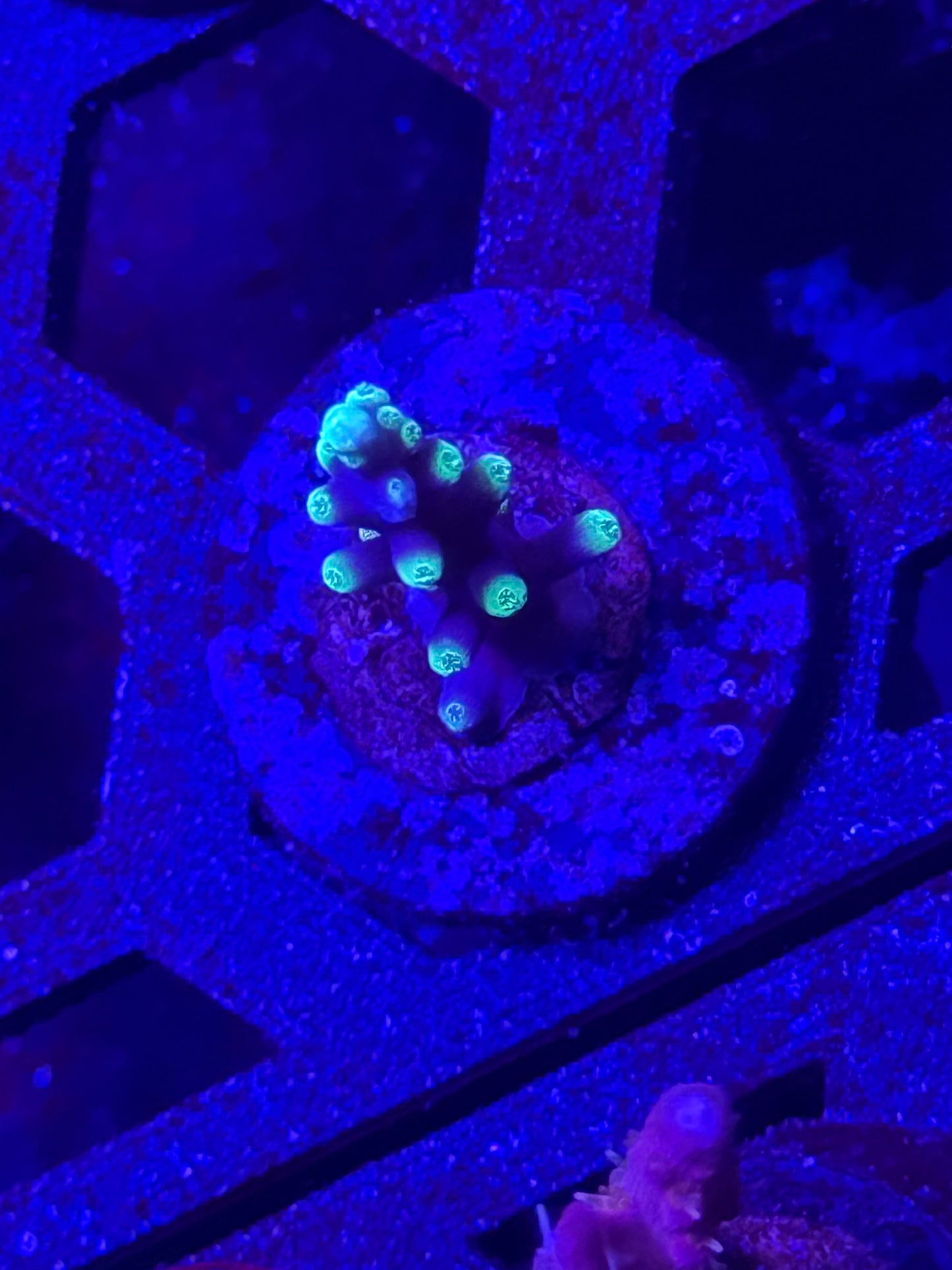 Echinata