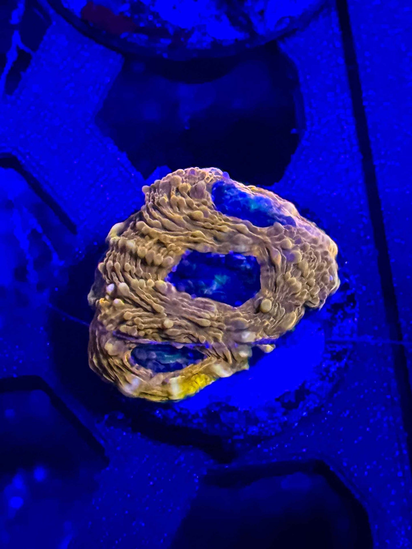 Agent Orange Acan Echinata