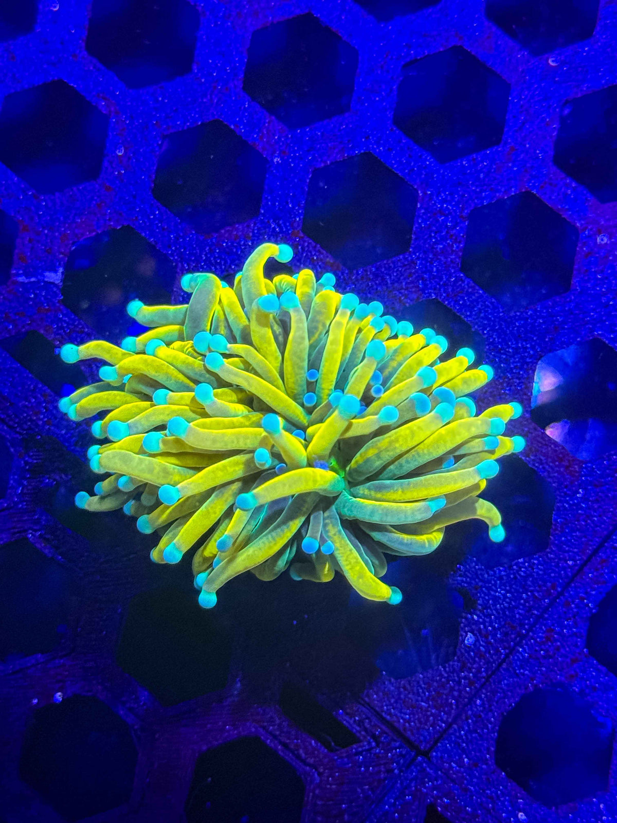 Malaysian Holy Grail Torch Coral – WYSIWYG