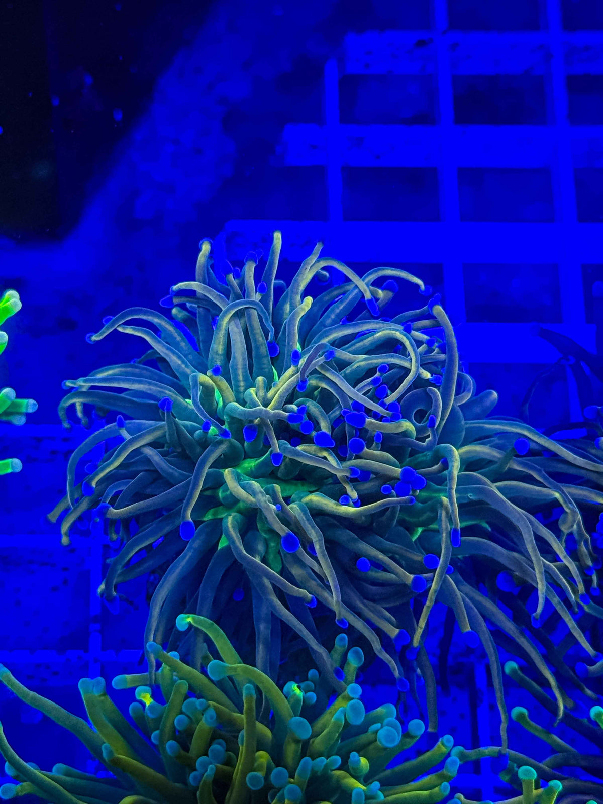 Dragon Tamer Torch (Aqua Cultured) live coral – Gem State Corals