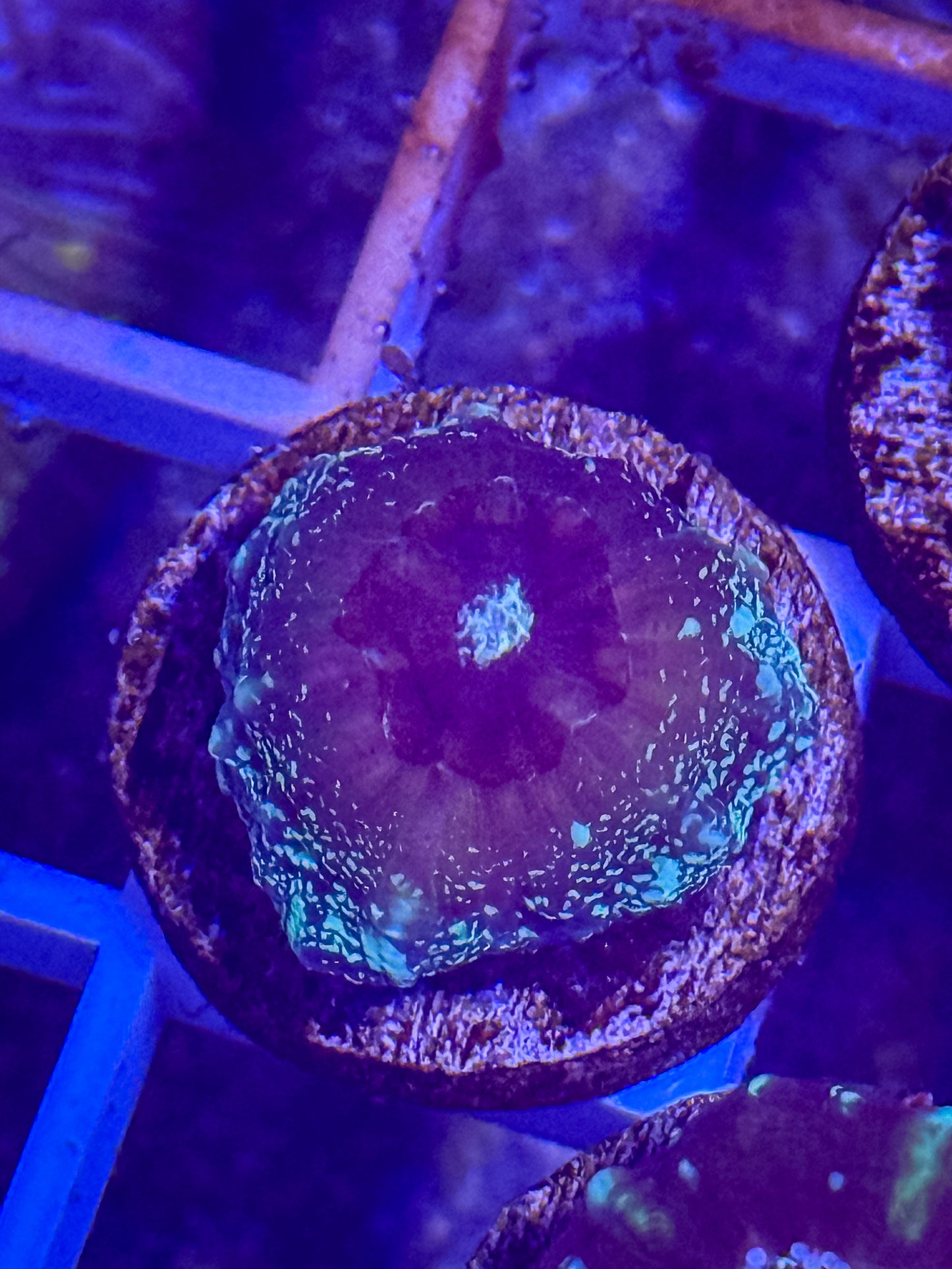 Captive Spawned Scolymia