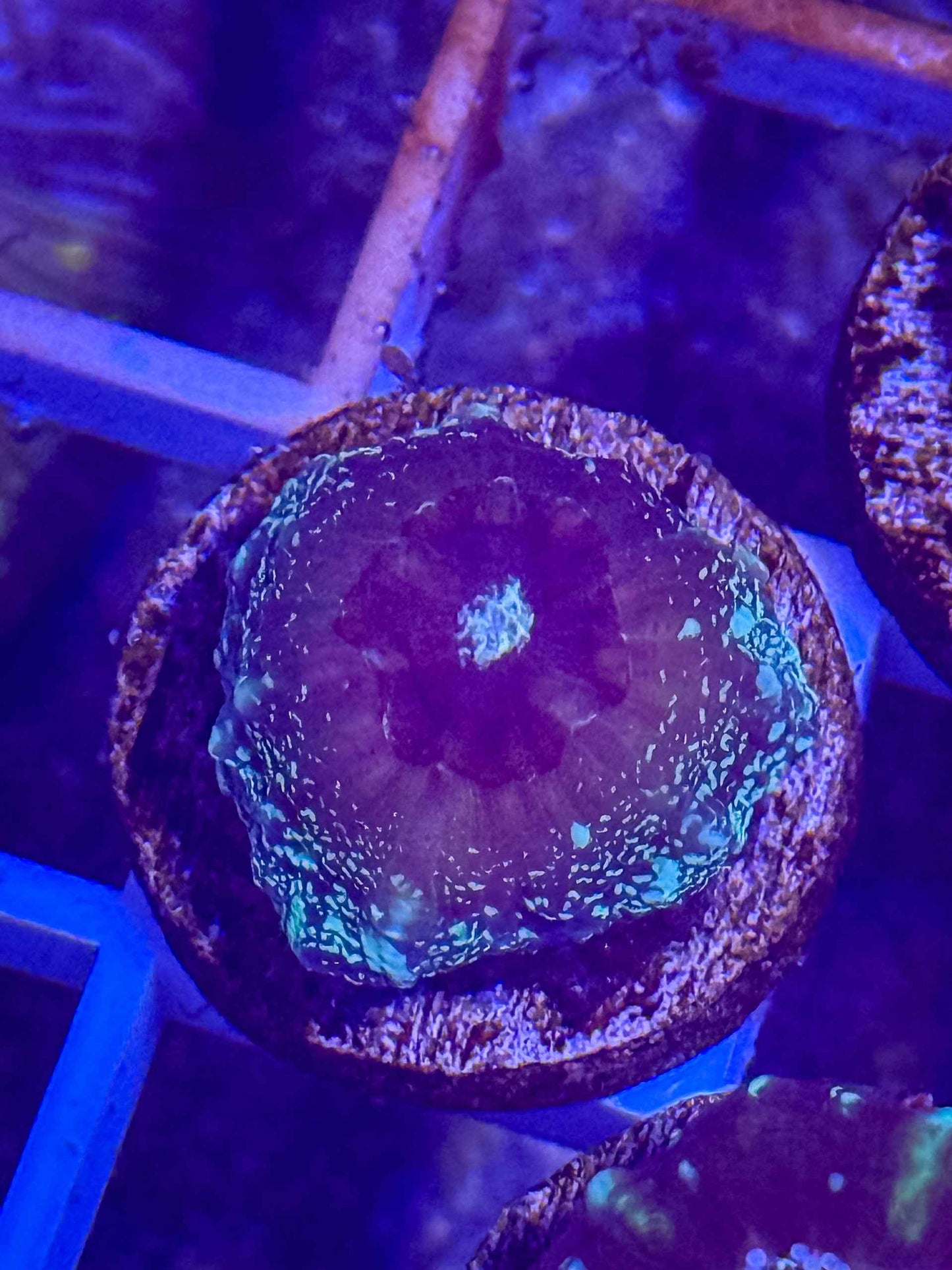 Captive Spawned Scolymia