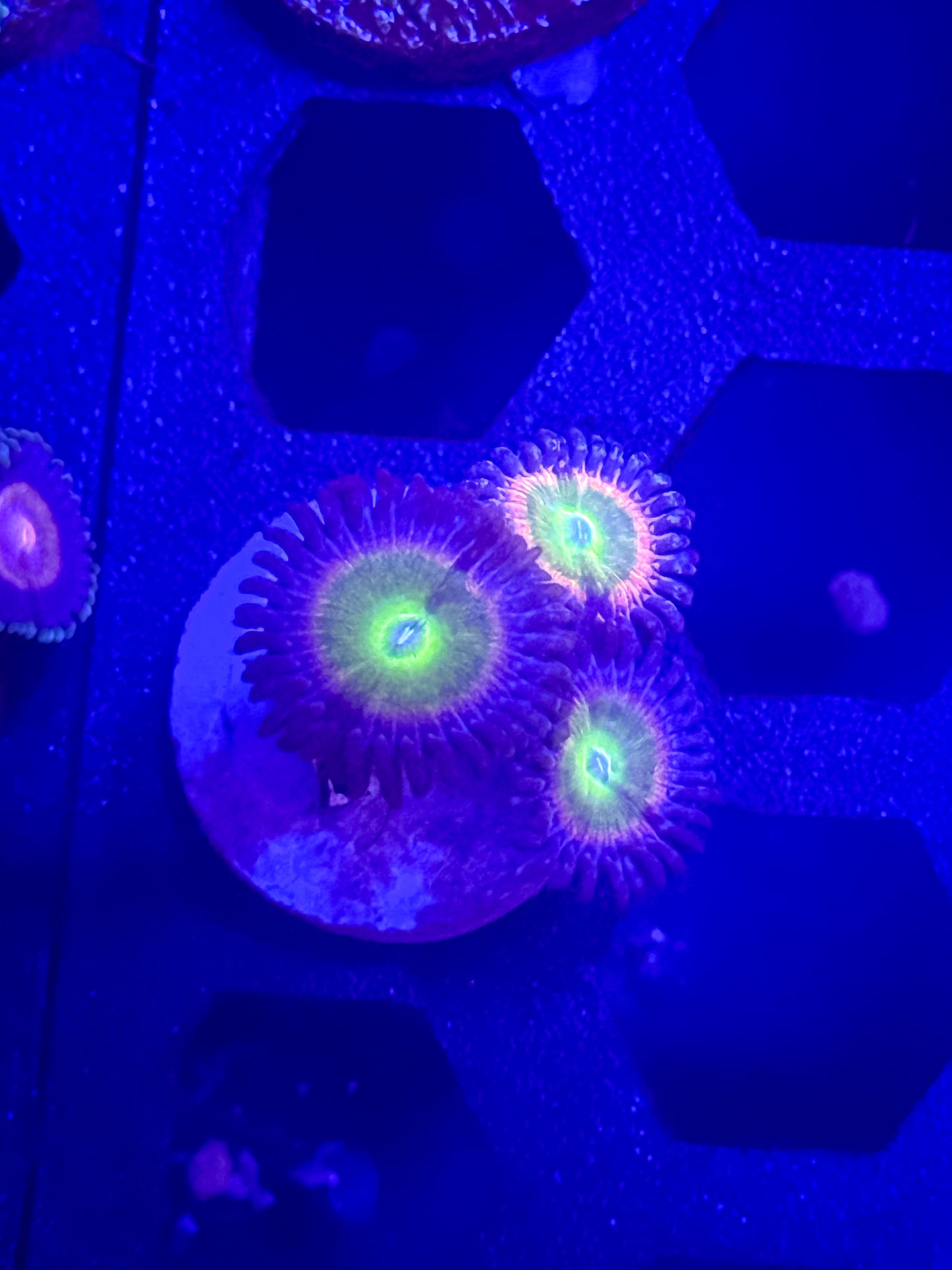Sunny D Zoas