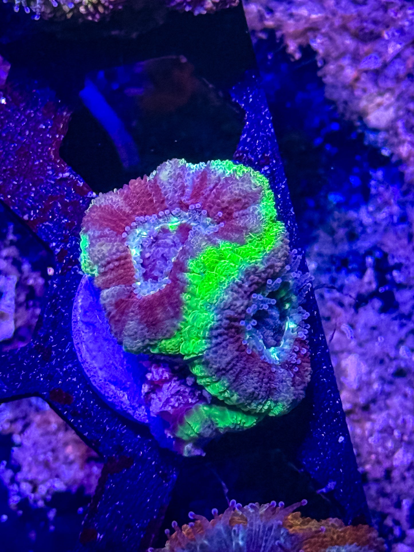 GS Space Punk Malaysian Acan Lord