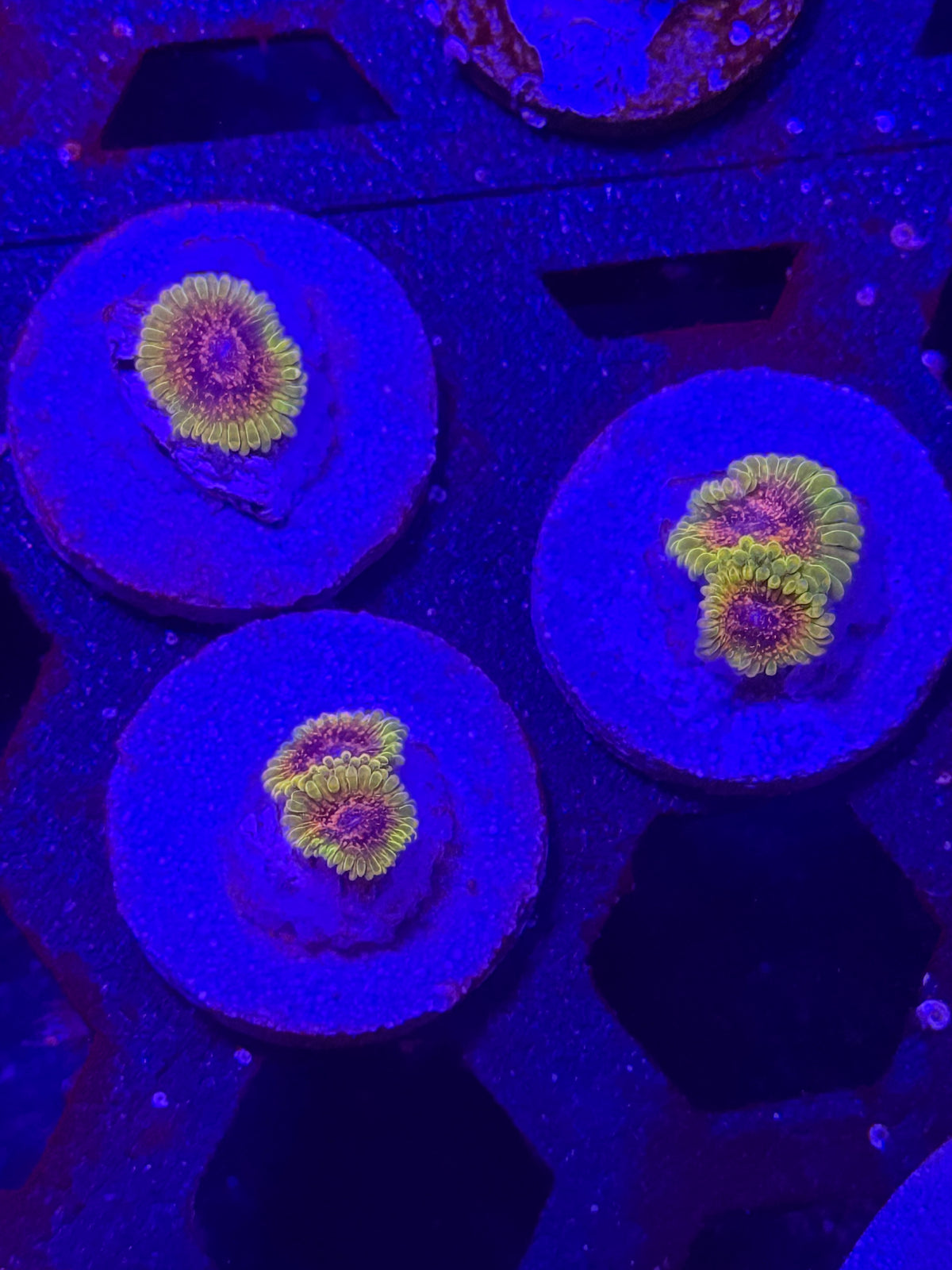 Predator Zoanthids – Almost WYSIWYG
