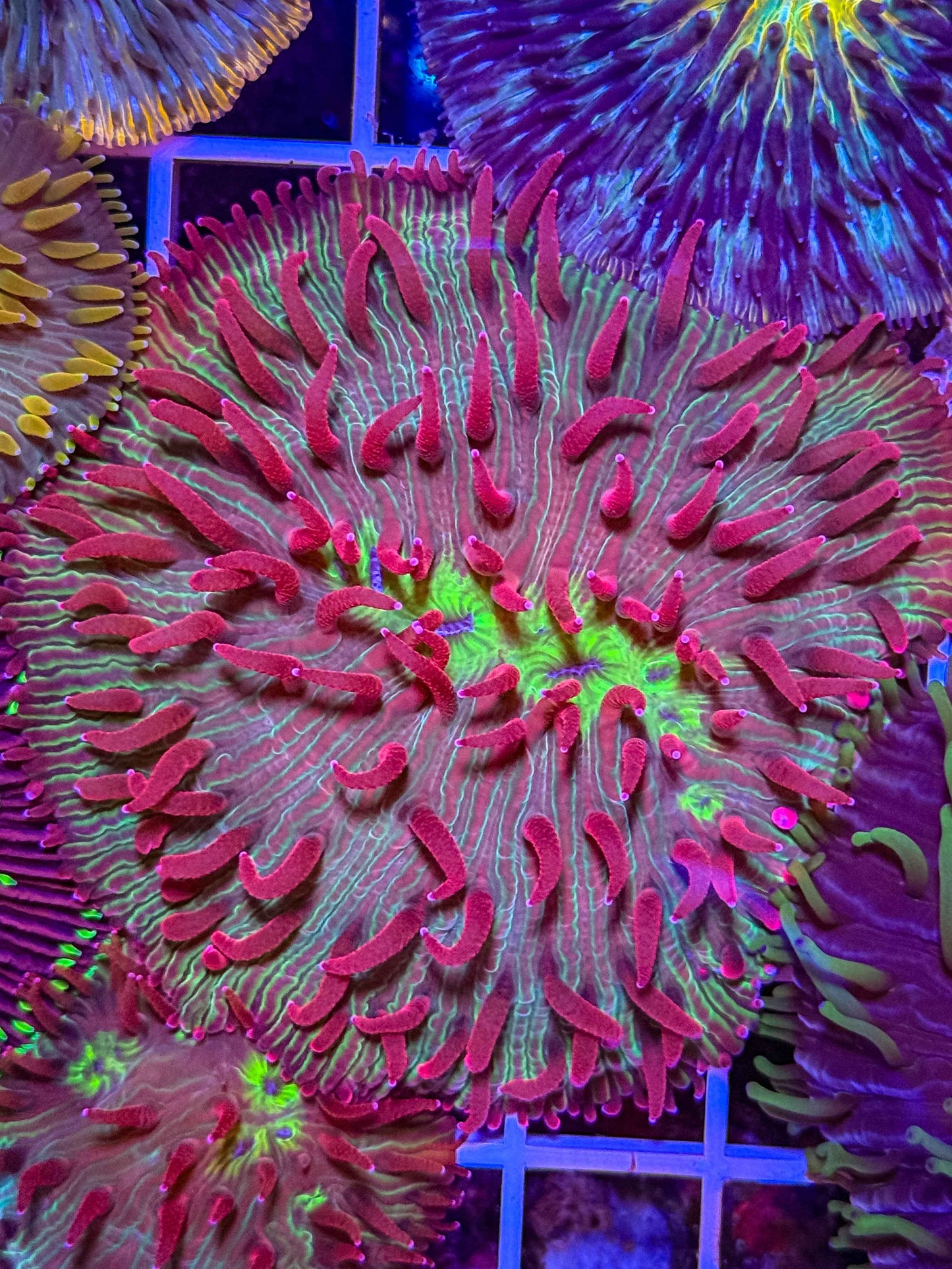 Diaseris Plate