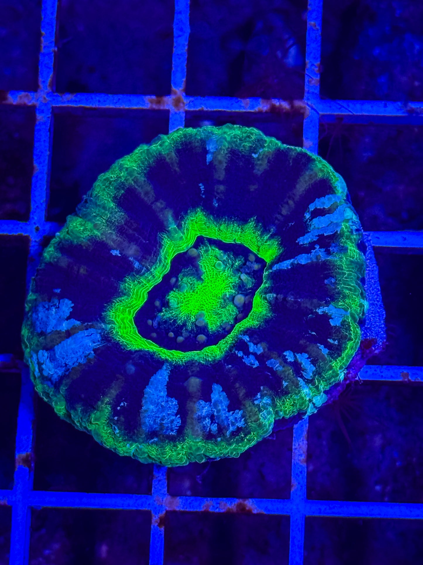 UFO Scolymia Coral