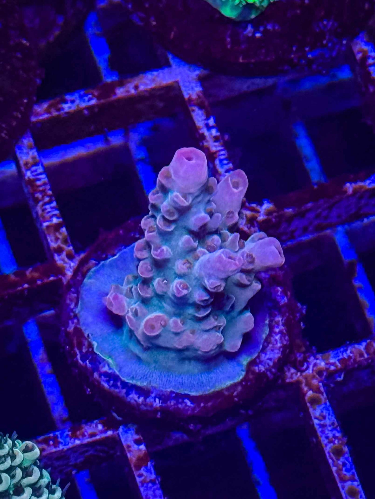 WWC WTF Acropora
