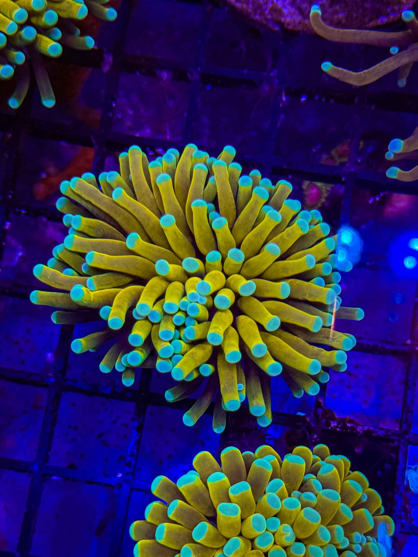 Malaysian Banana/Sungod Torch