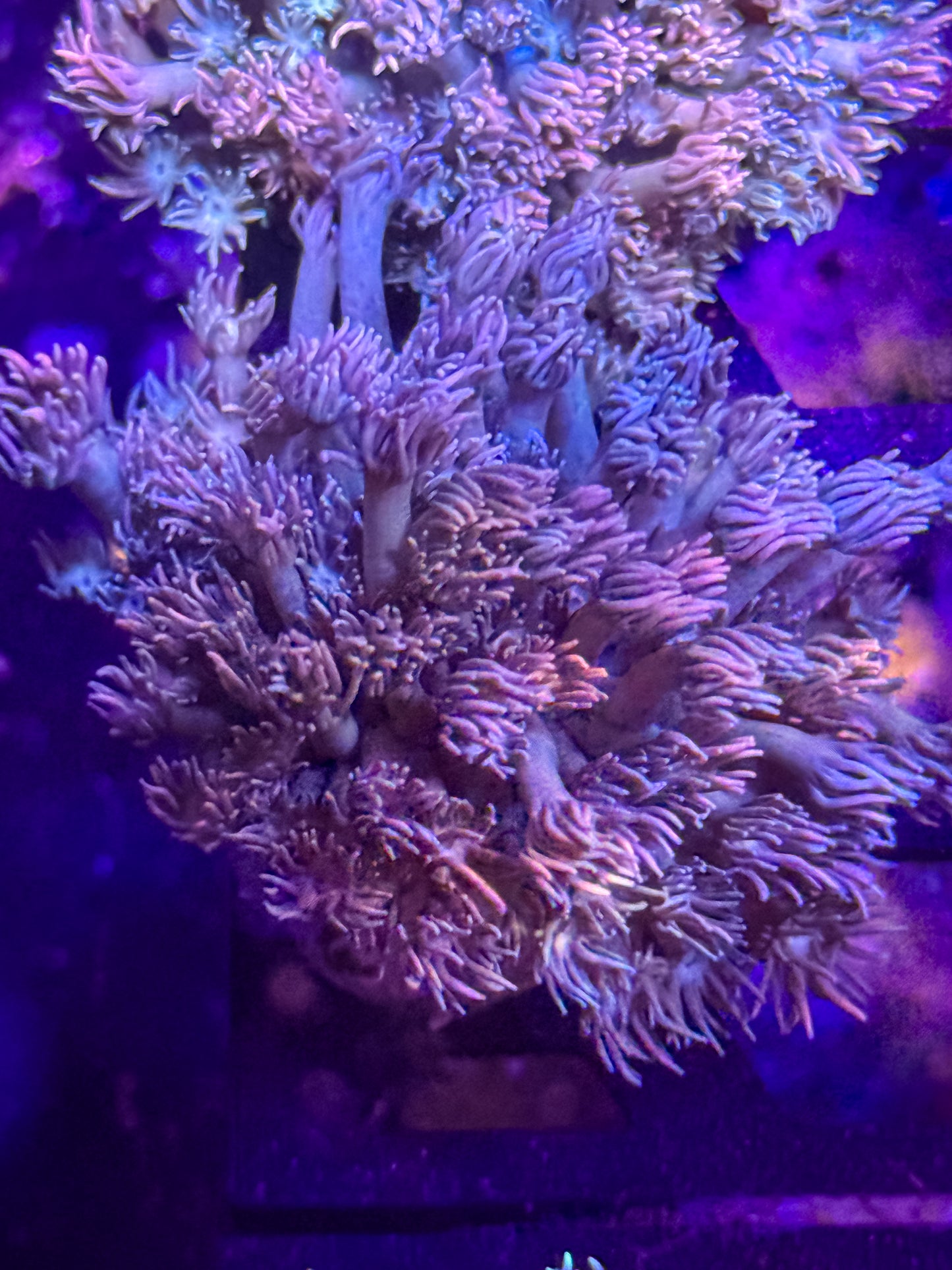 Goniopora