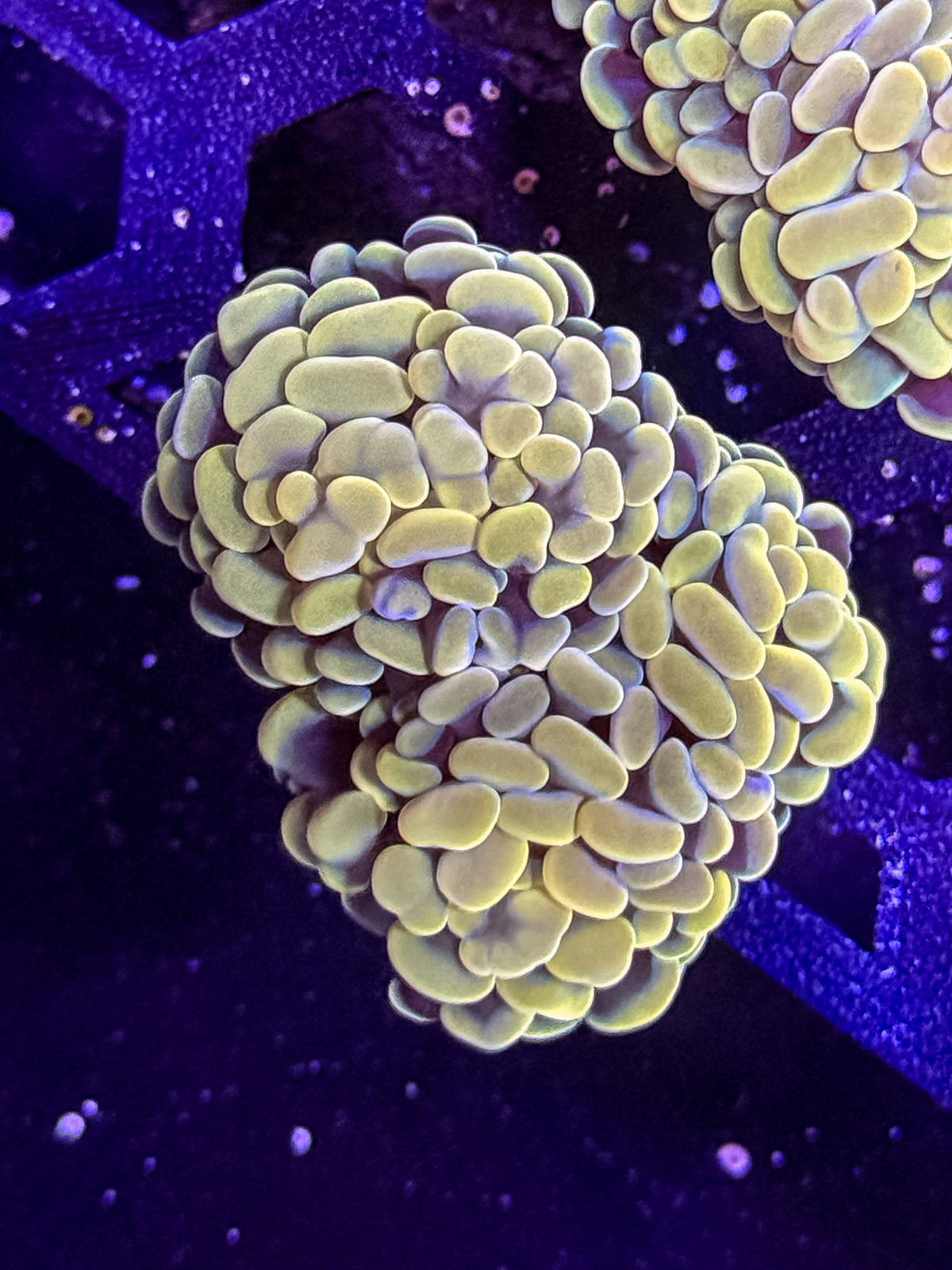 Gold/Yellow Hammer Coral – WYSIWYG #1