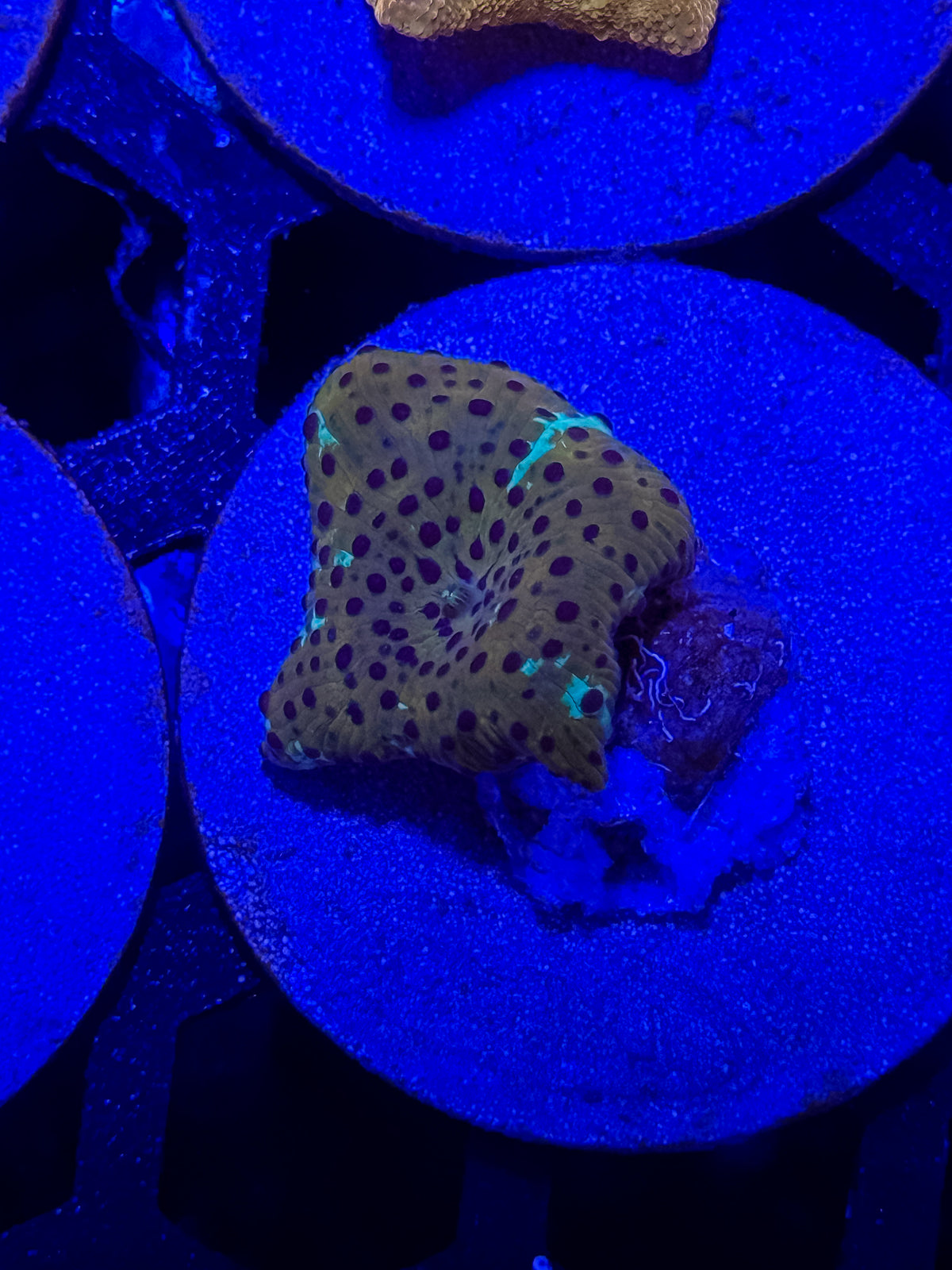 Leopard Disco Mushroom Coral – WYSIWYG #2