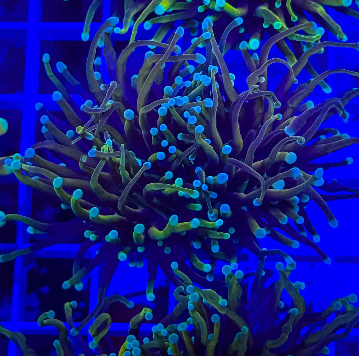 Dragon Soul Torch live coral – Gem State Corals
