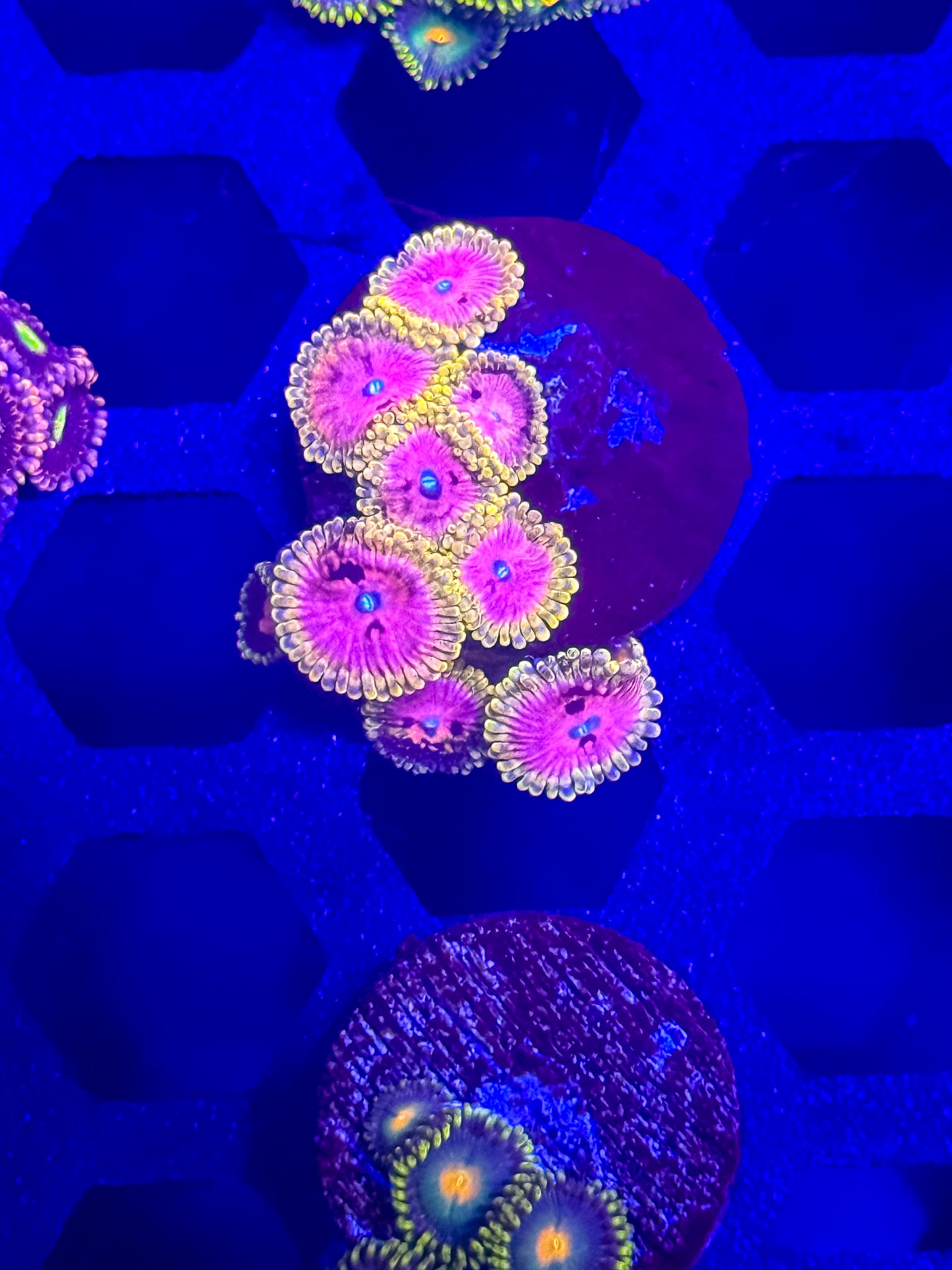 Pink Diamond Zoas