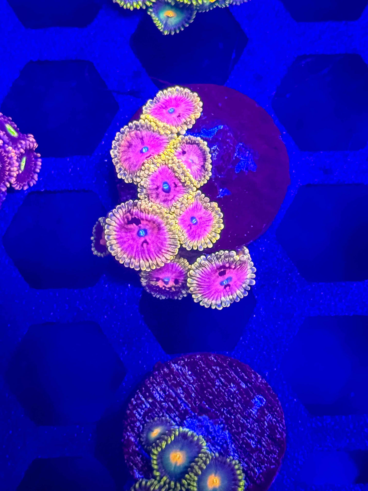 Pink Diamond Zoas live coral – Gem State Corals