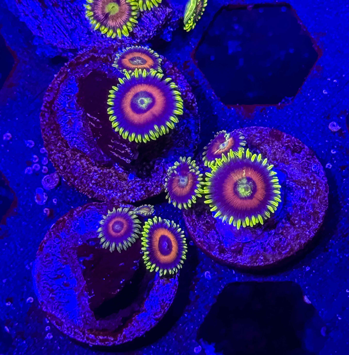 Eagle Eye Zoanthids – Almost WYSIWYG (1–3+ Polyps)
