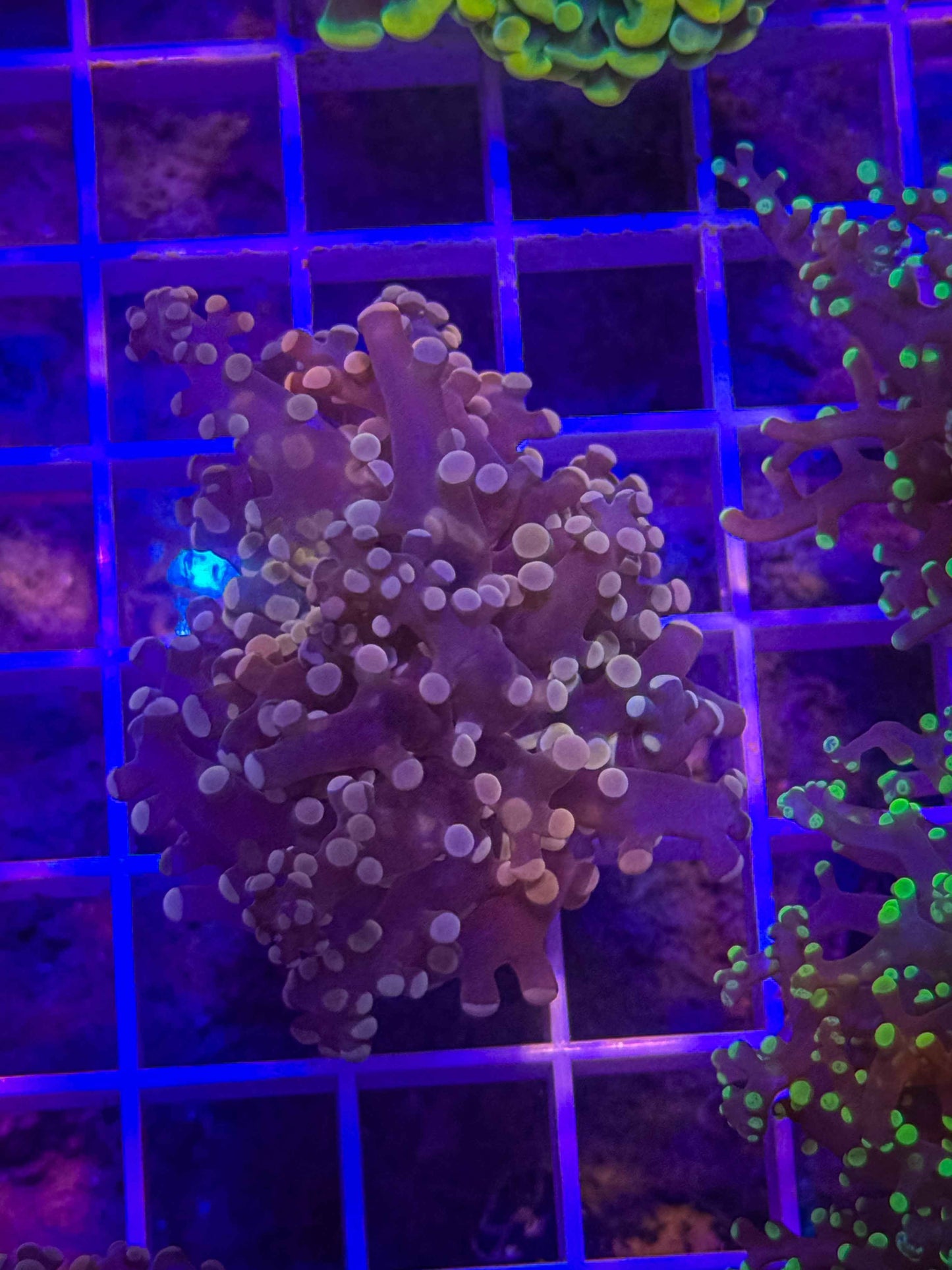 Peach Frogspawn