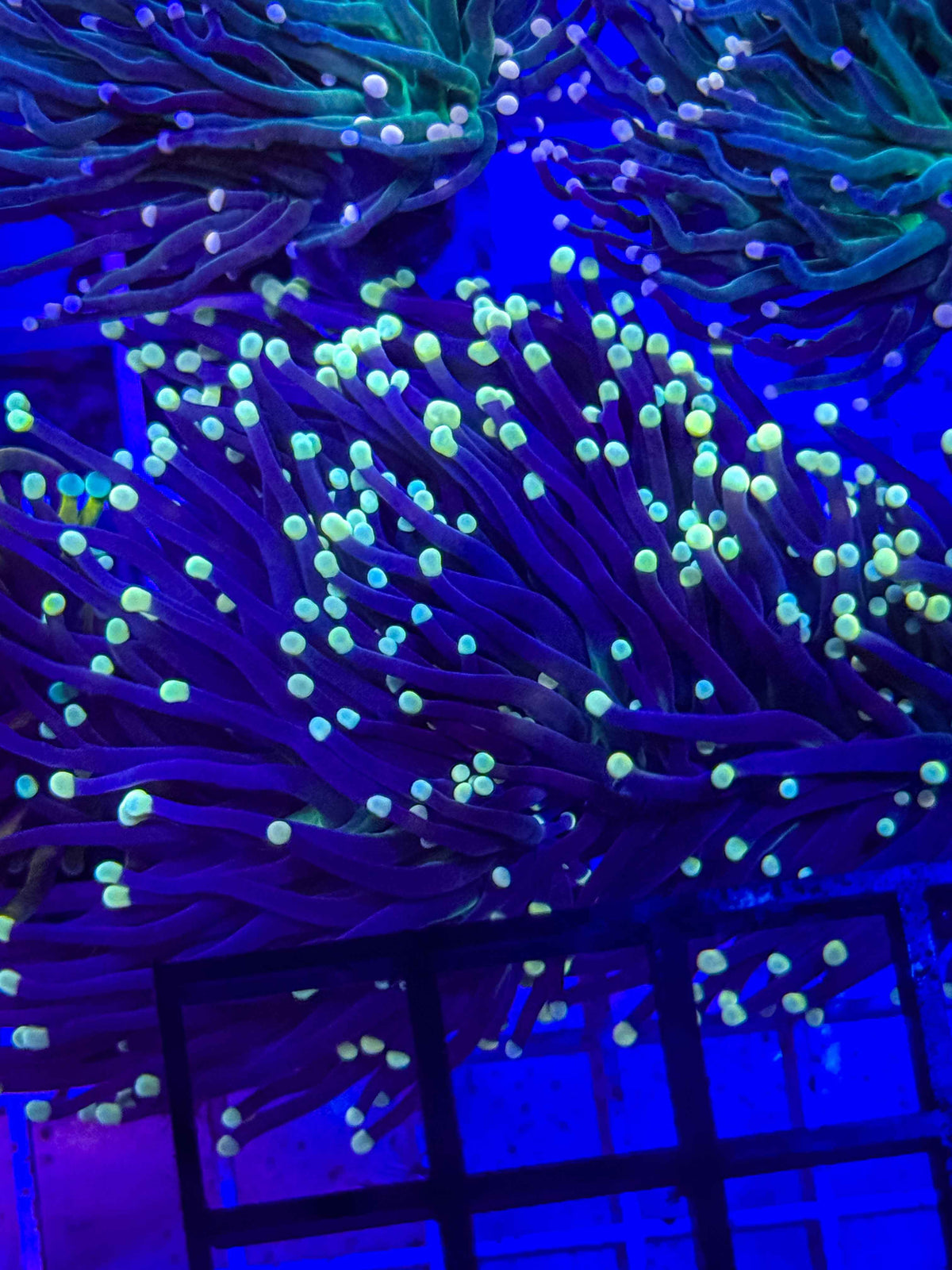 Hurricane Torch live coral – Gem State Corals