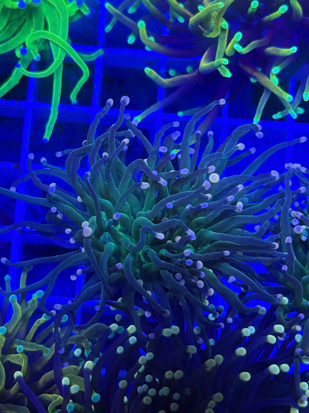 Peach Tip Torch live coral – Gem State Corals