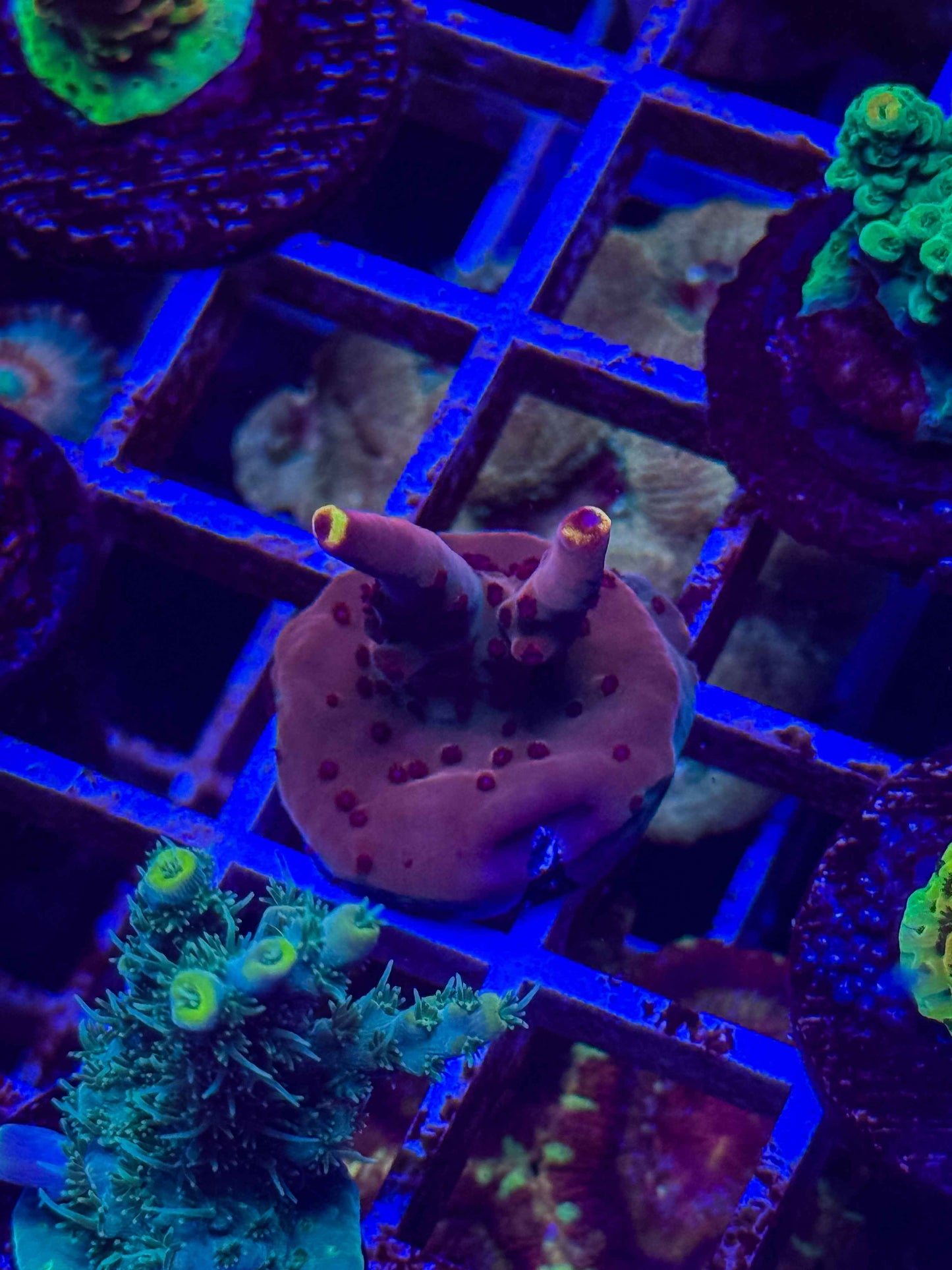 JF Fox Flame Acropora
