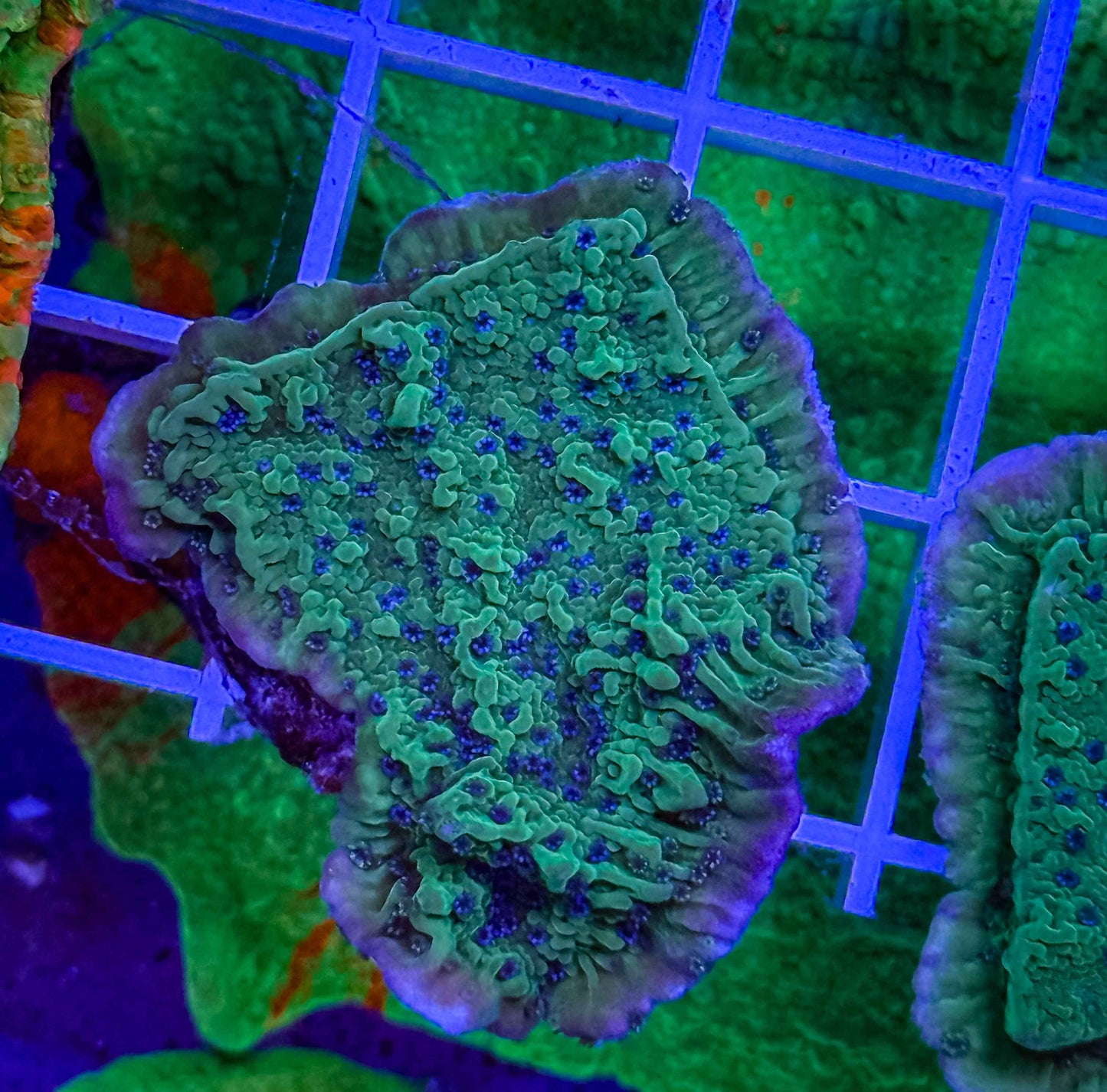 Blue Polyp Green Monti Cap