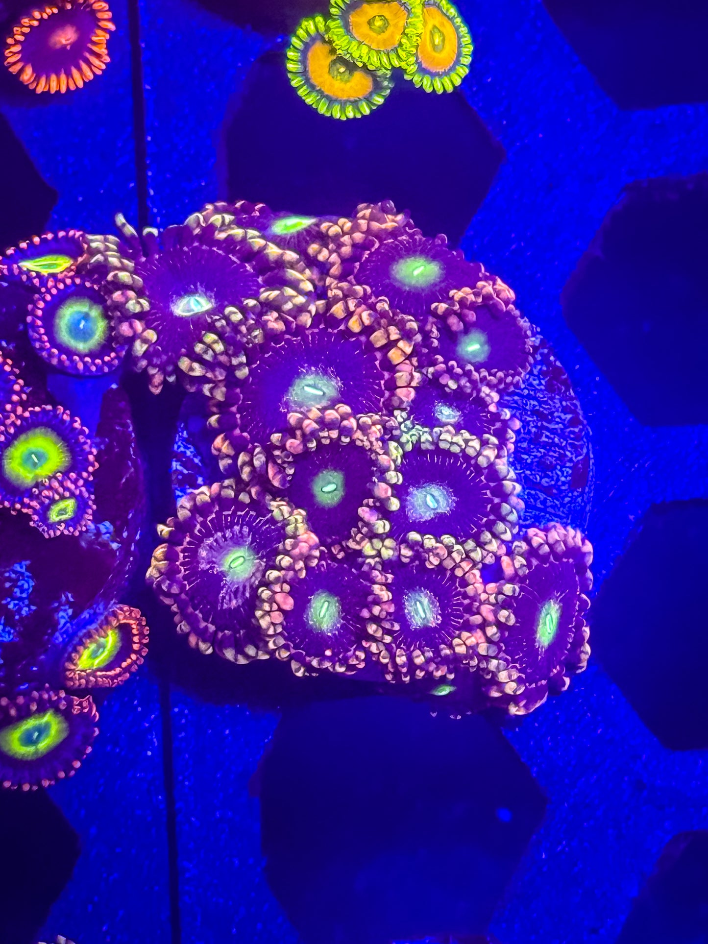 CK Bozo’s Birthday Zoas